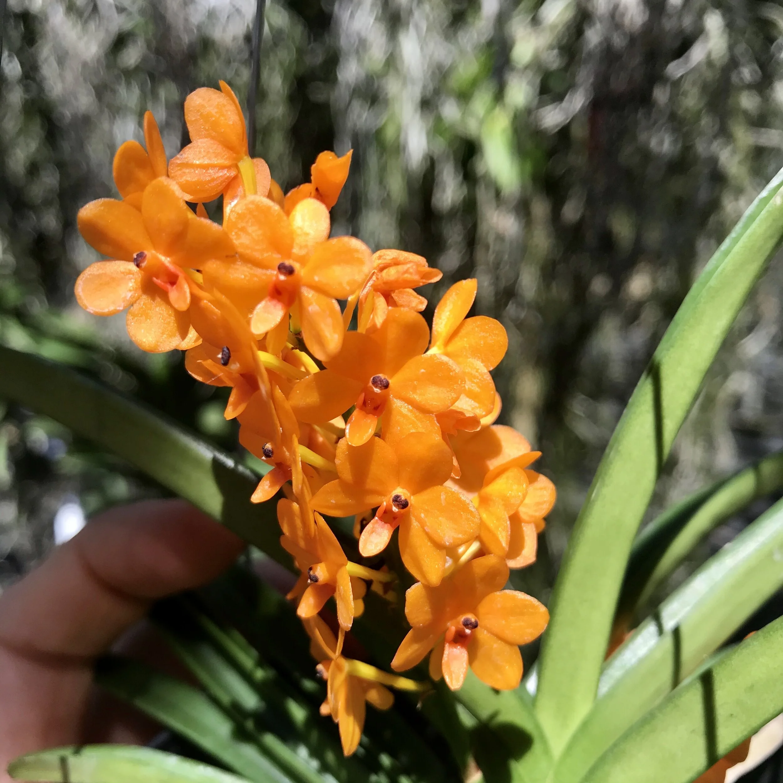 Asctm. miniatum Vanda miniata - Palmer Orchids
