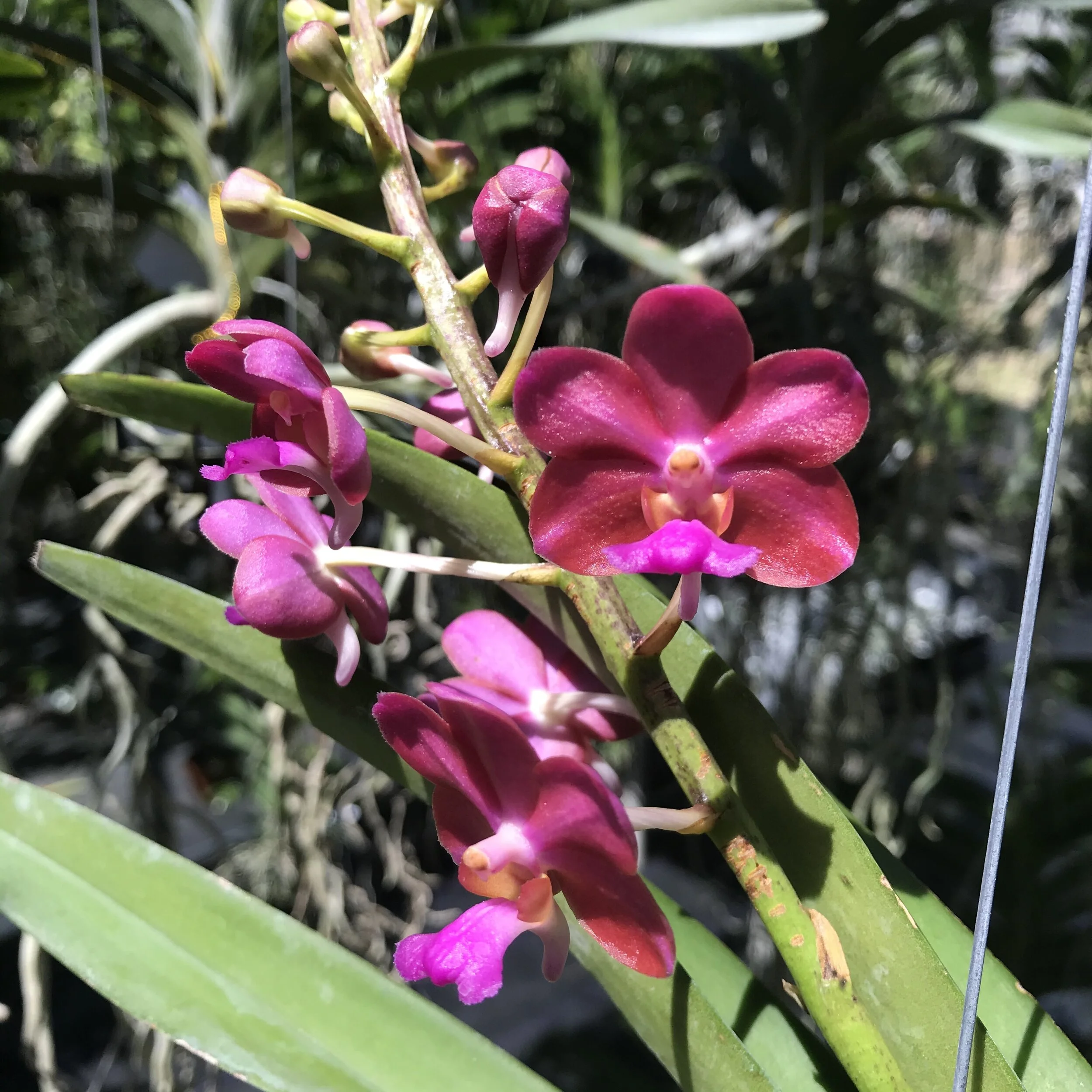 Prra. Tony Tan Keng Yam - Palmer Orchids