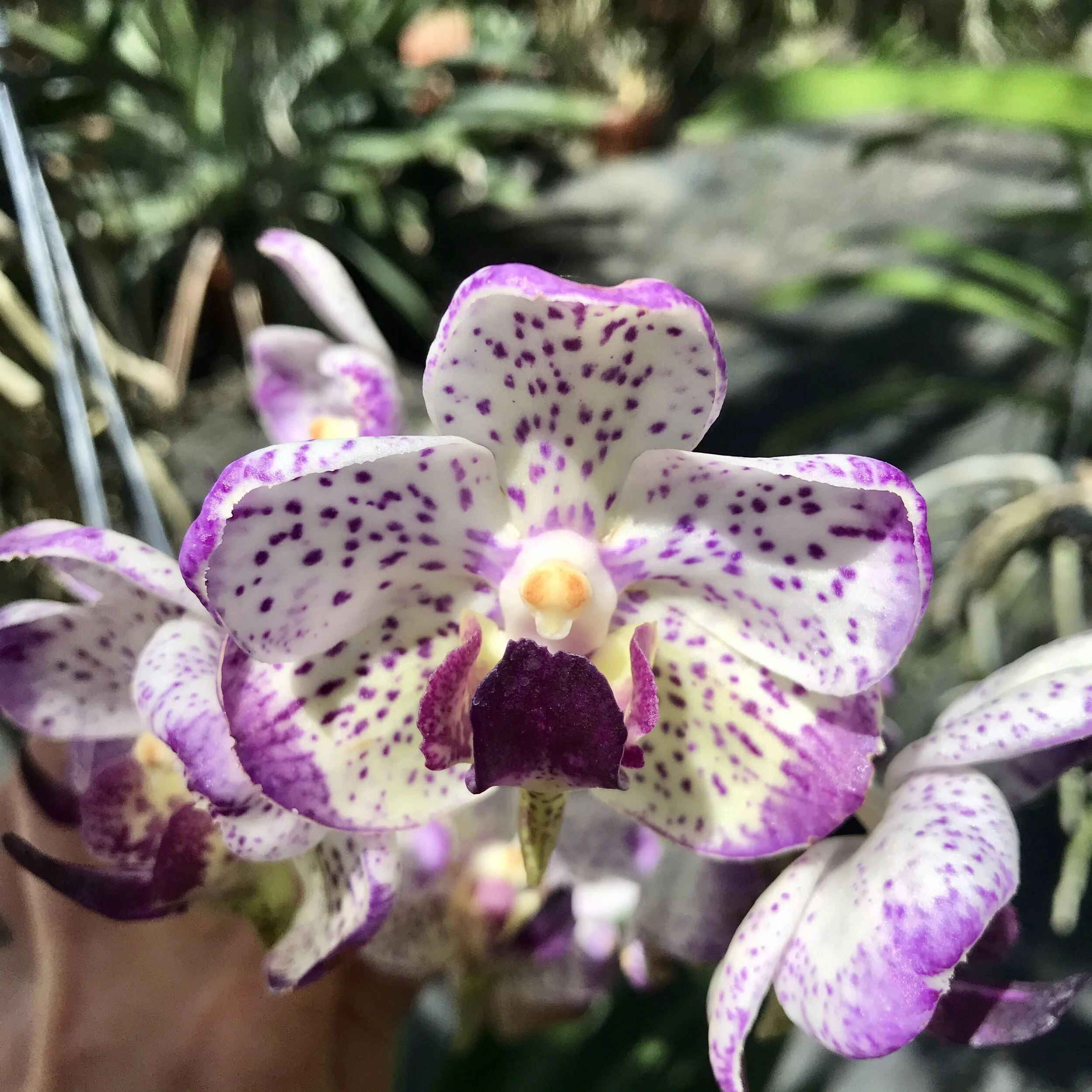 Aeridovanda Soroa Heartbreaker - Palmer Orchids