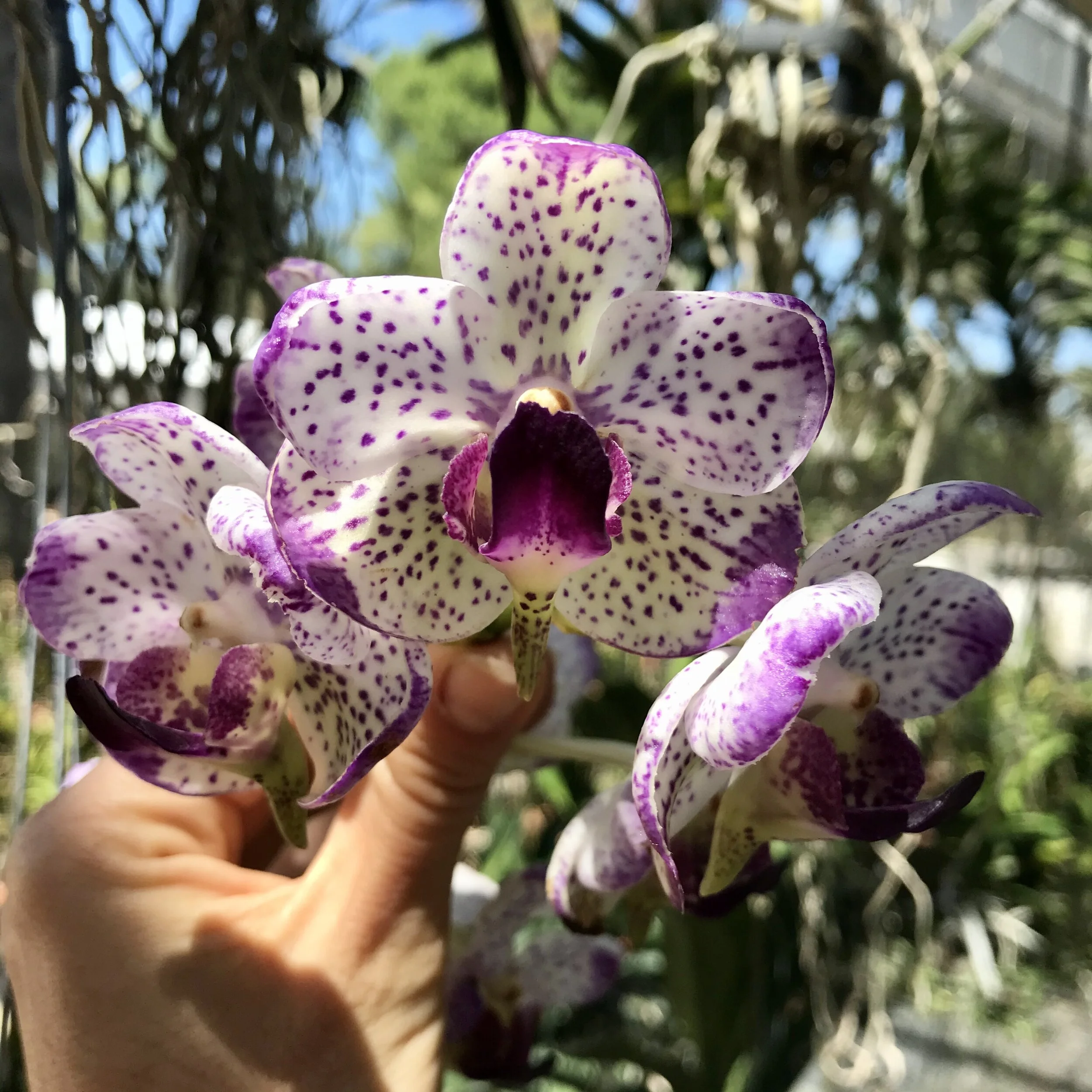 Aeridovanda Soroa Heartbreaker - Palmer Orchids