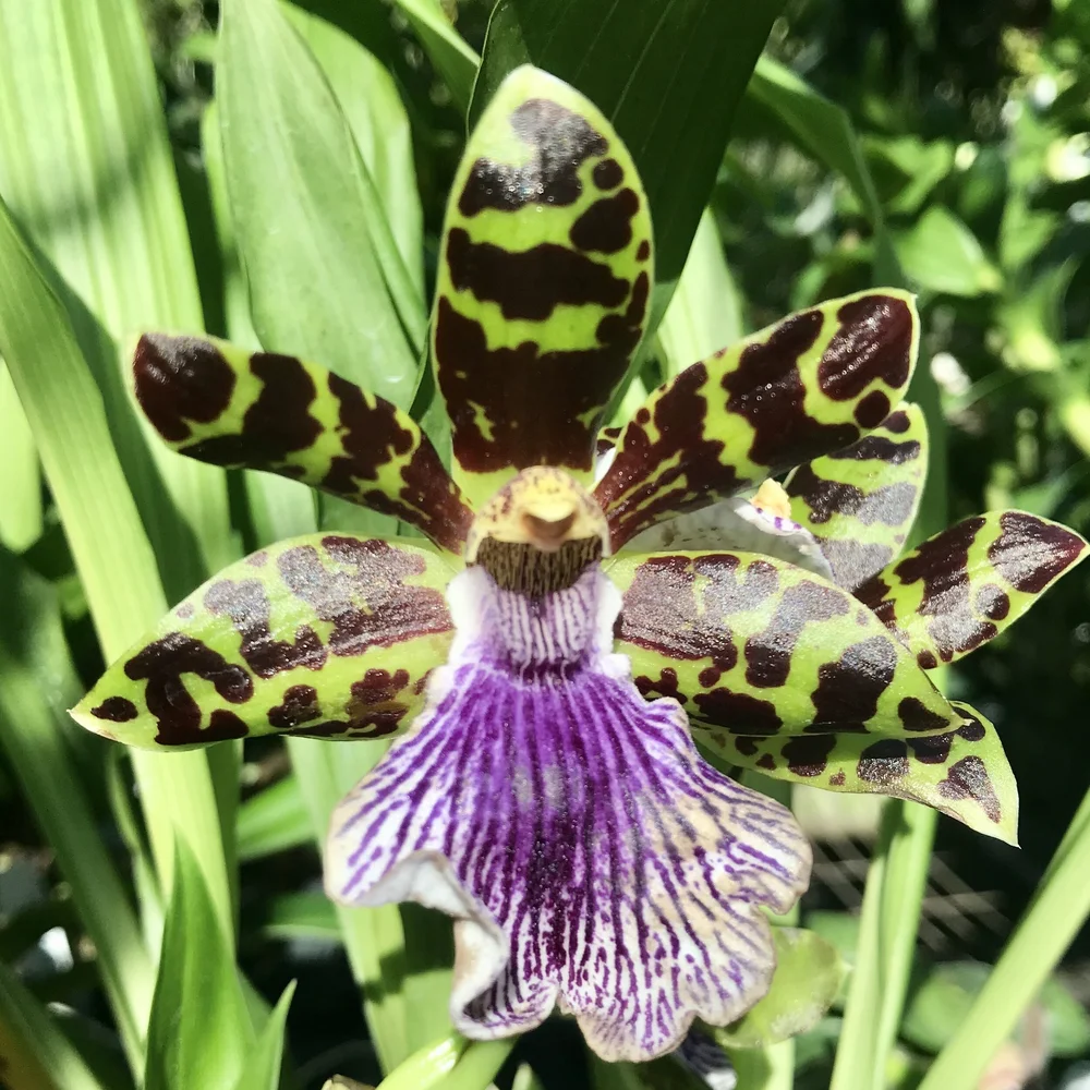 Zygo. QF 'no 'ino — Palmer Orchids