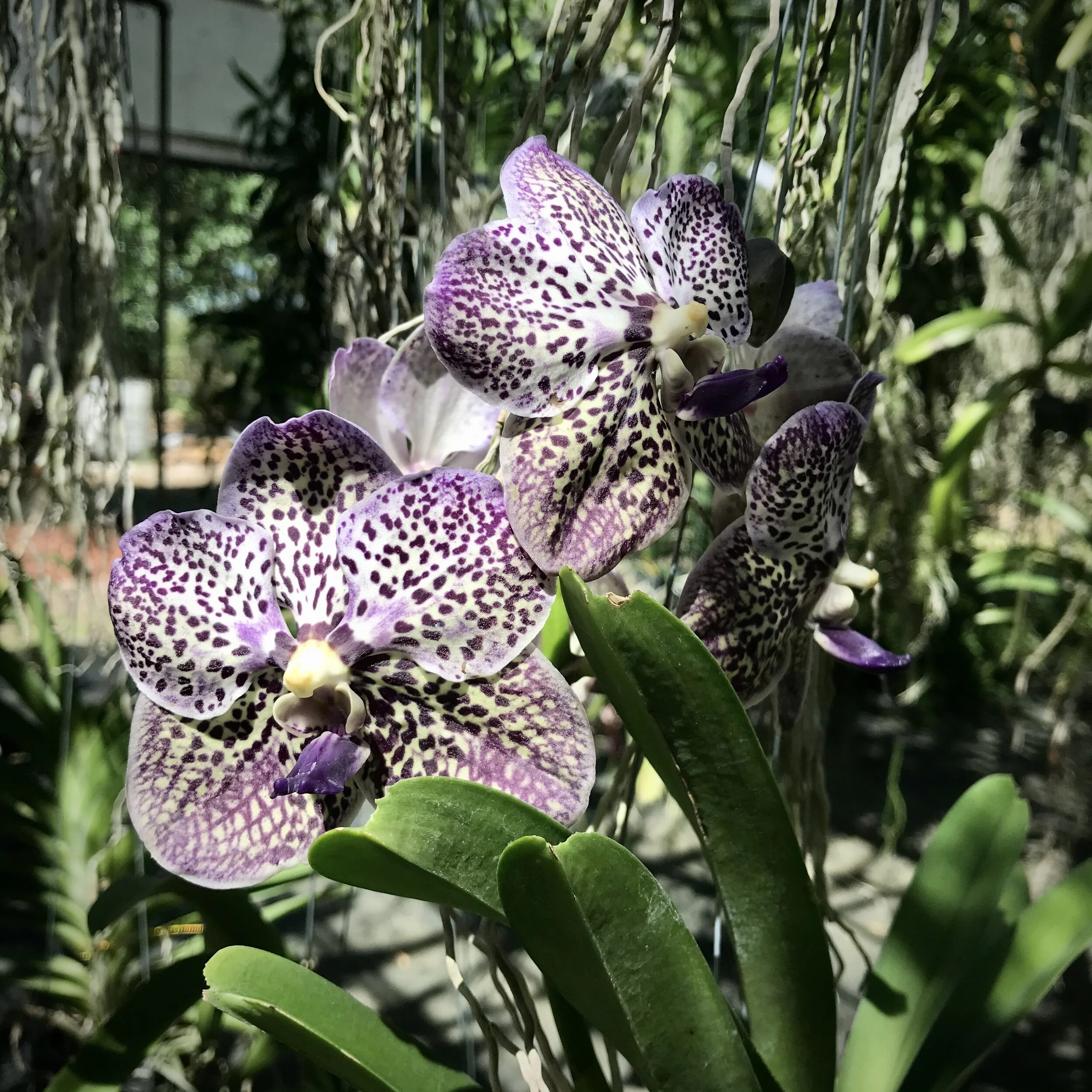 17F8D74F-7A00-46E9-9EFF-B115BEEB7A8B