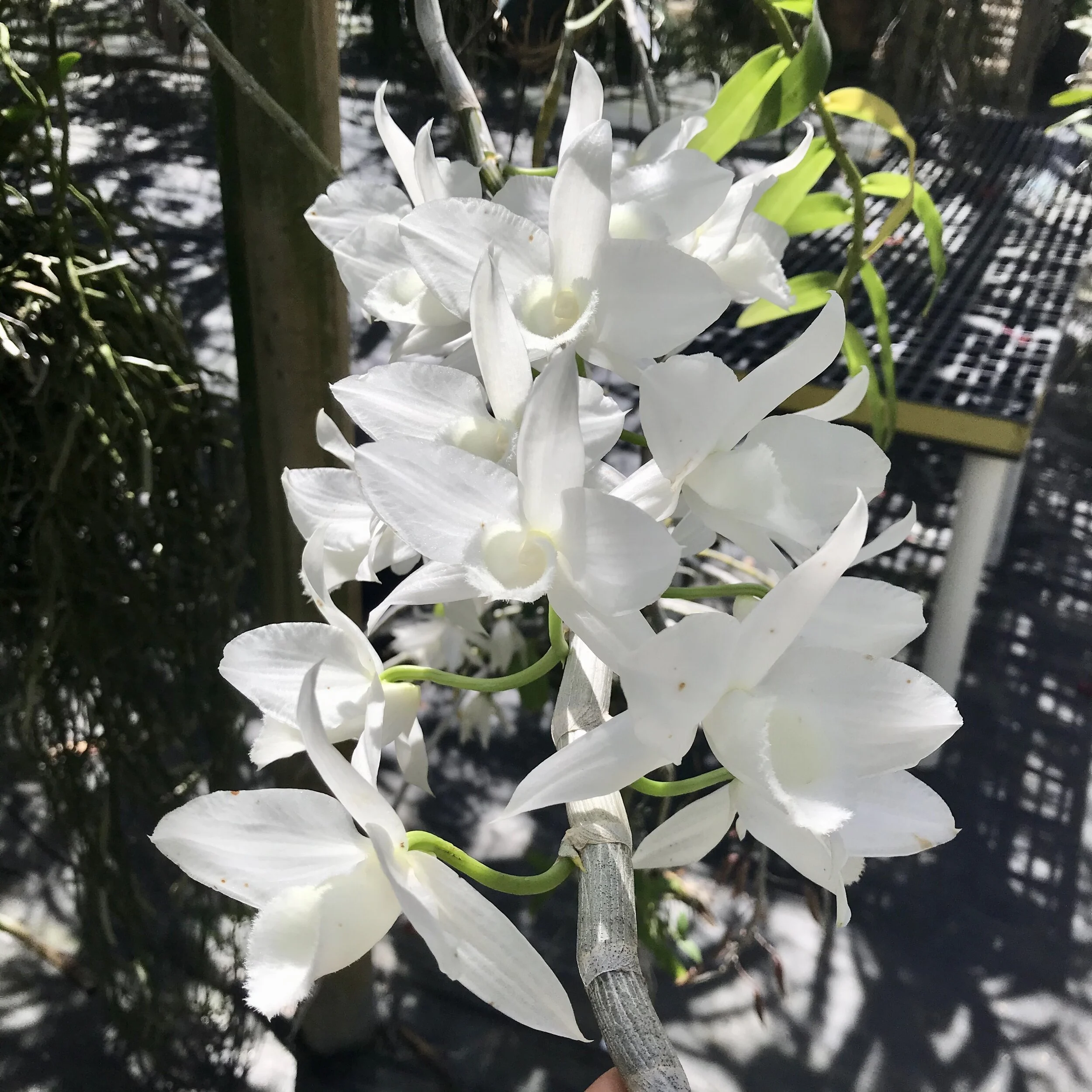 0F1F26FA-CF4F-4EC7-9DB4-C267C6C8A285