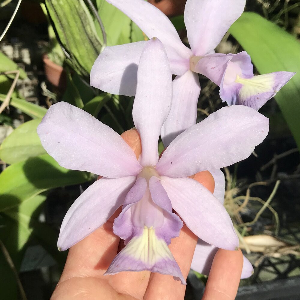 Cattleya nobilior v. coerulea — Palmer Orchids
