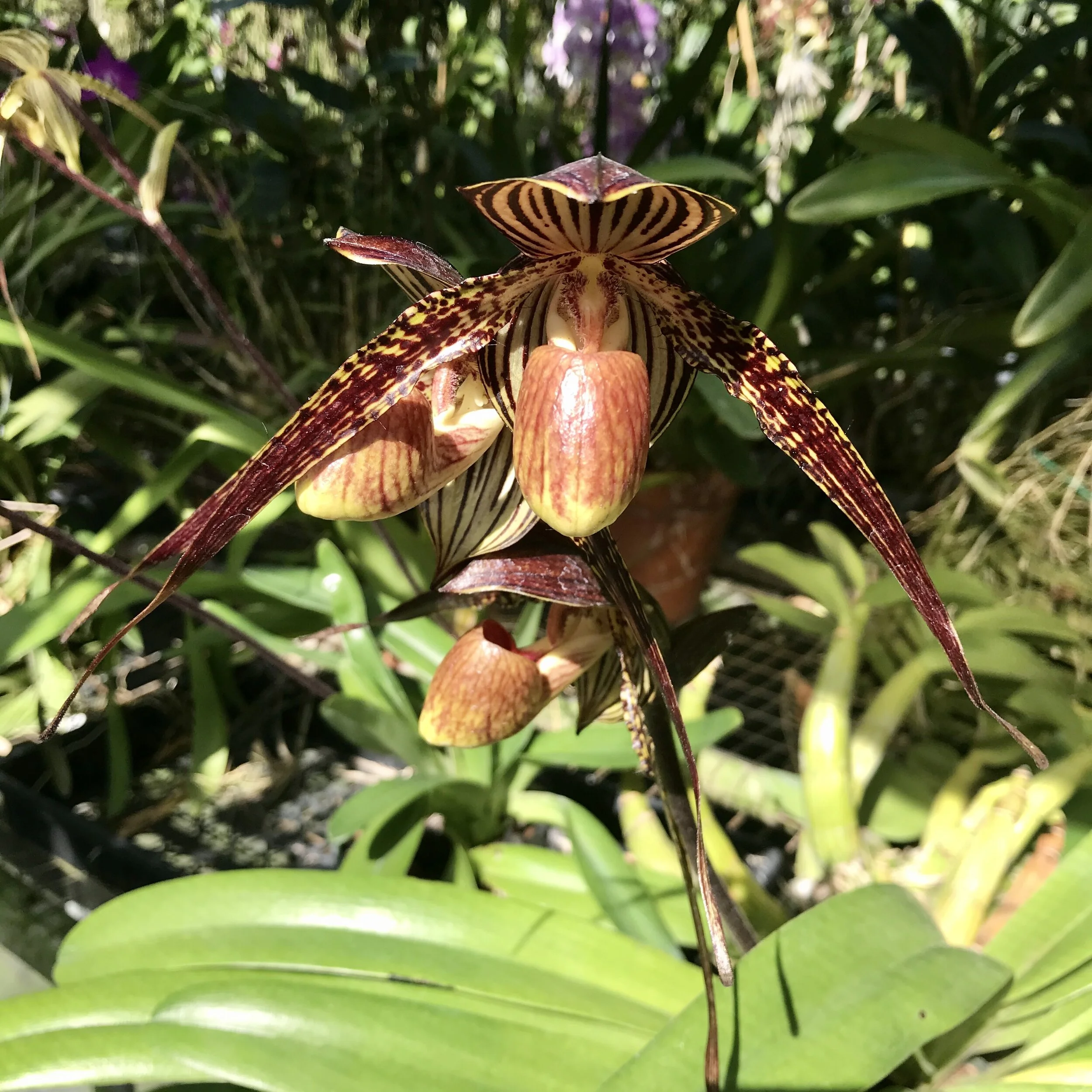 Paph Anita Baby (Paph. Hsinying Anita x Paph. rothschildianum)