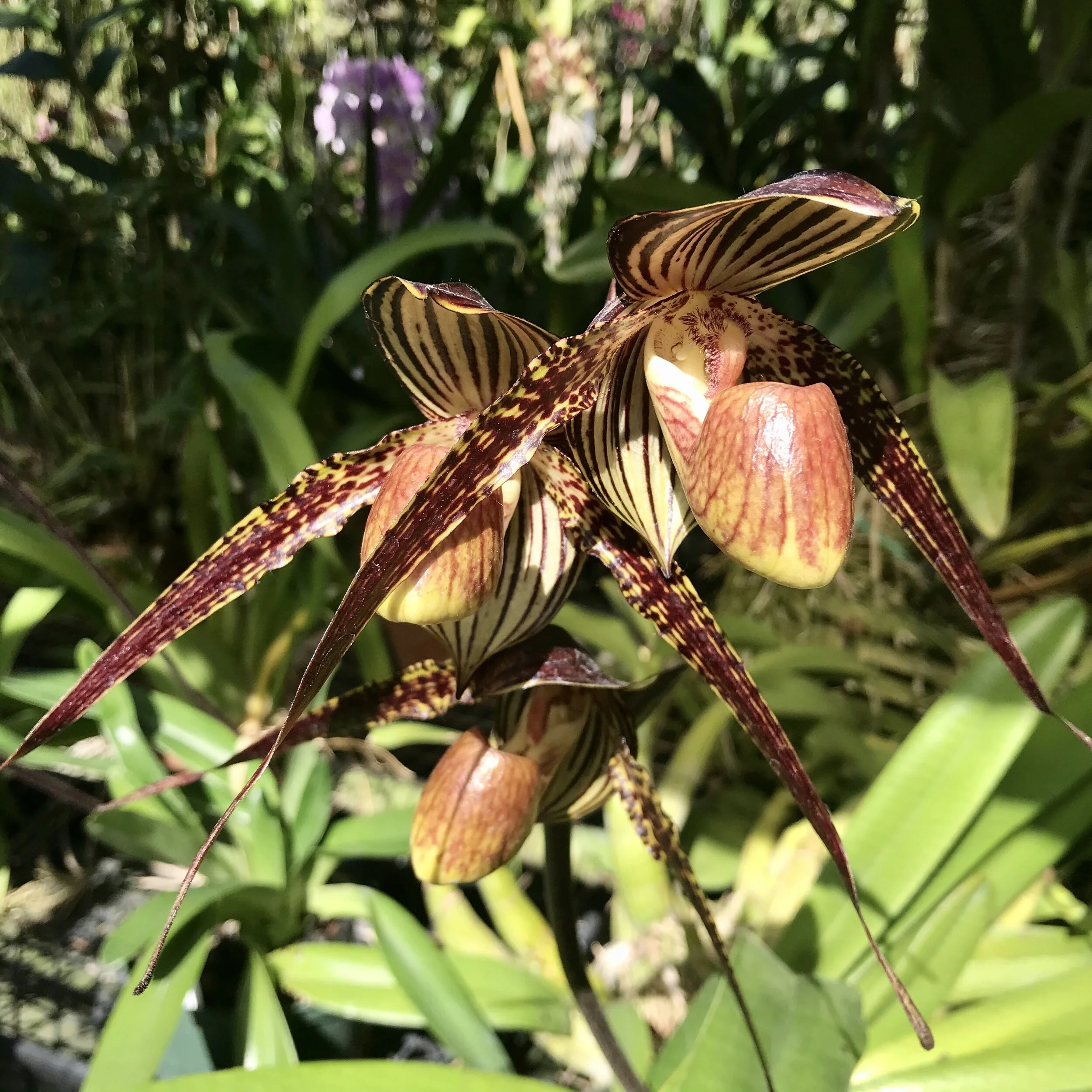 Paph Anita Baby (Paph. Hsinying Anita x Paph. rothschildianum)