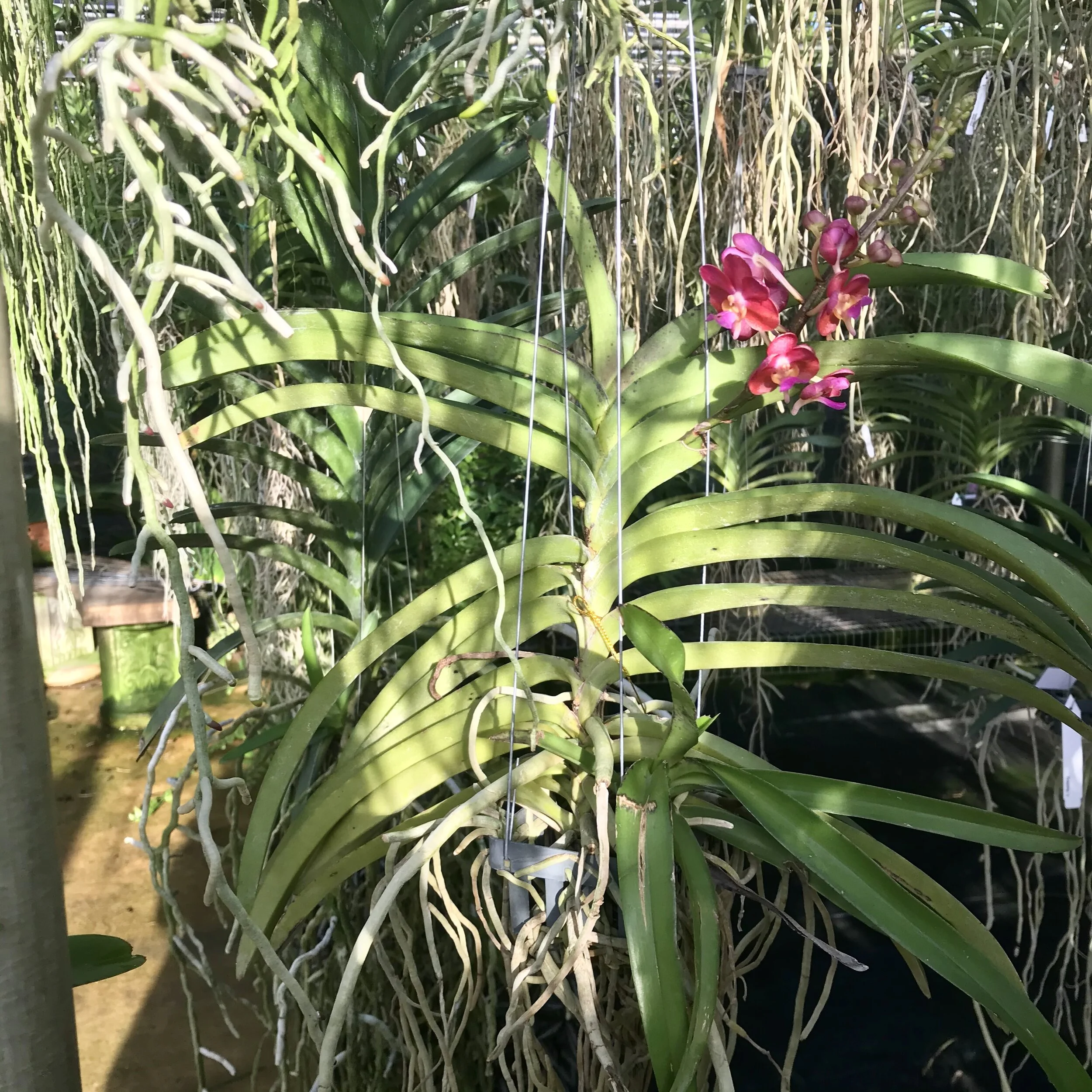 Prra. Tony Tan Keng Yam - Palmer Orchids