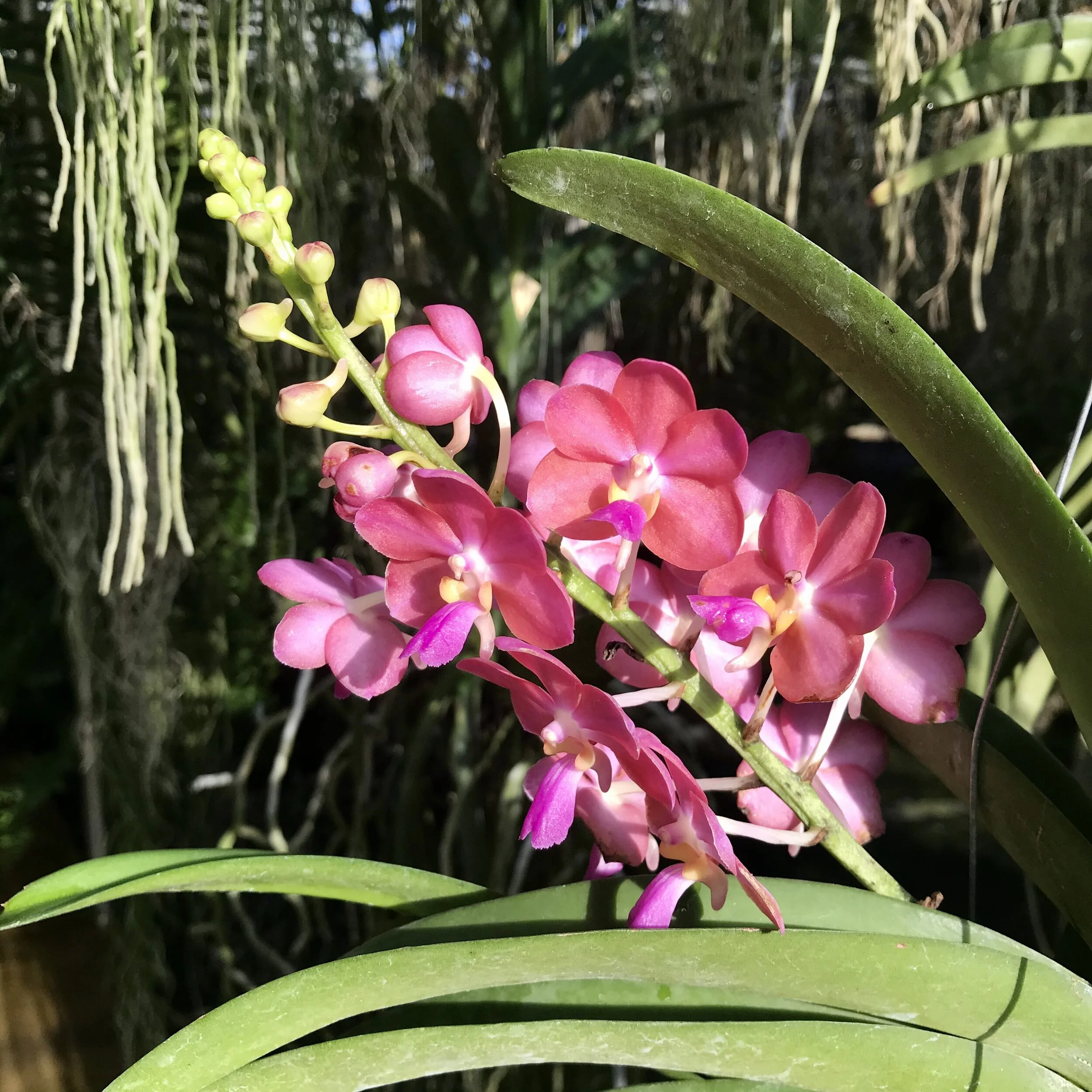 Prra. Tony Tan Keng Yam - Palmer Orchids
