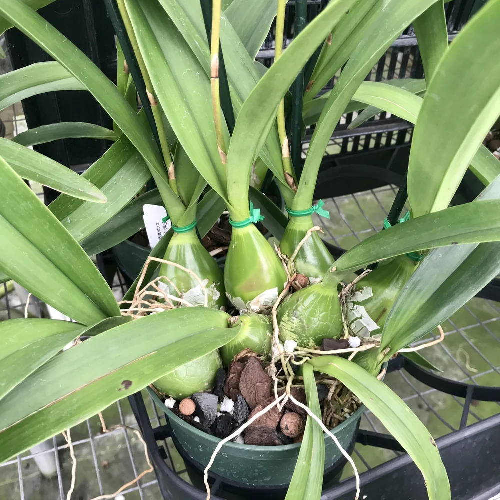 その他 Vegarelics kaniruma Encyclia cordigera var. randii x cordigera rosea 'Dark Chocolate