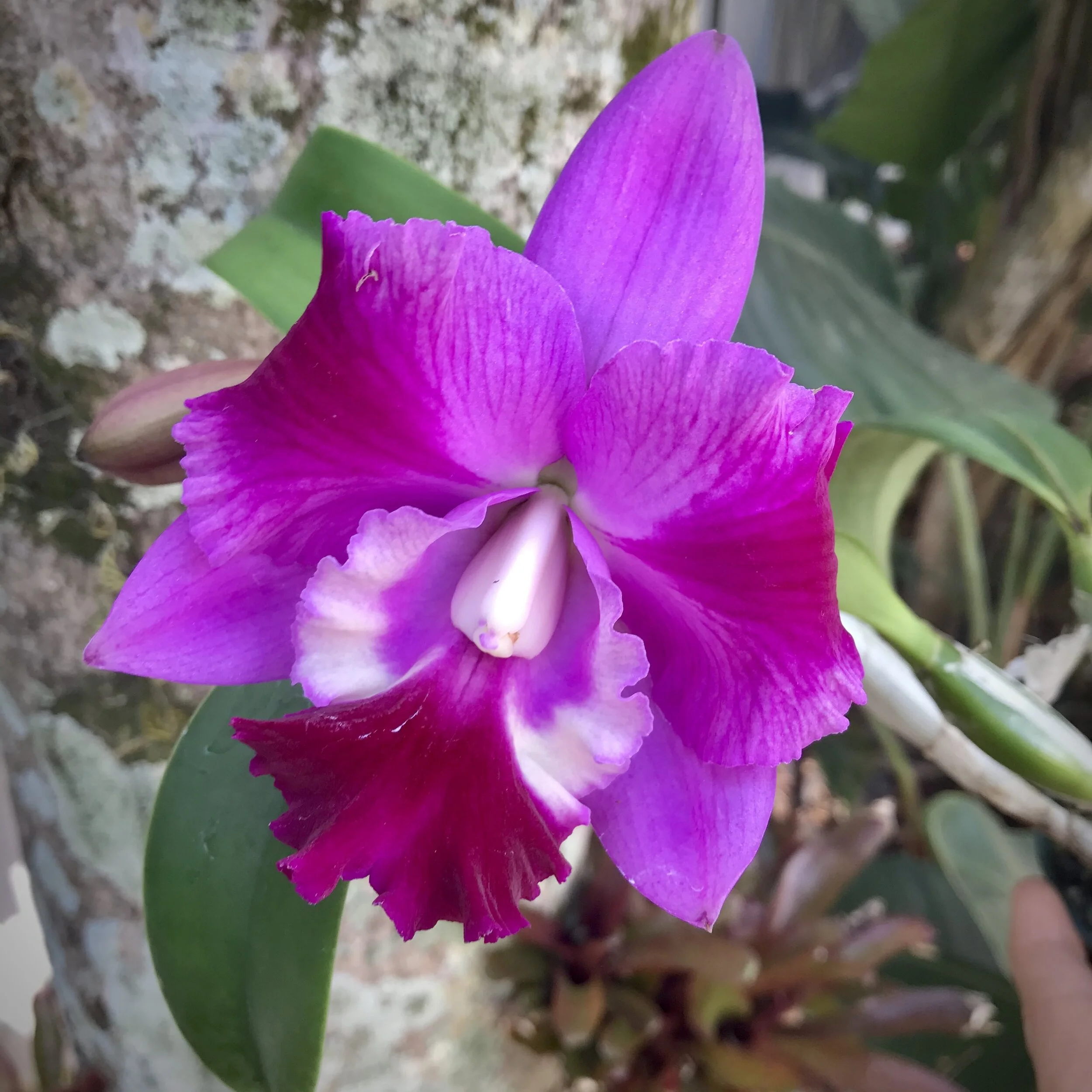 Cattleya Mini Song 'Petite' - Palmer Orchids