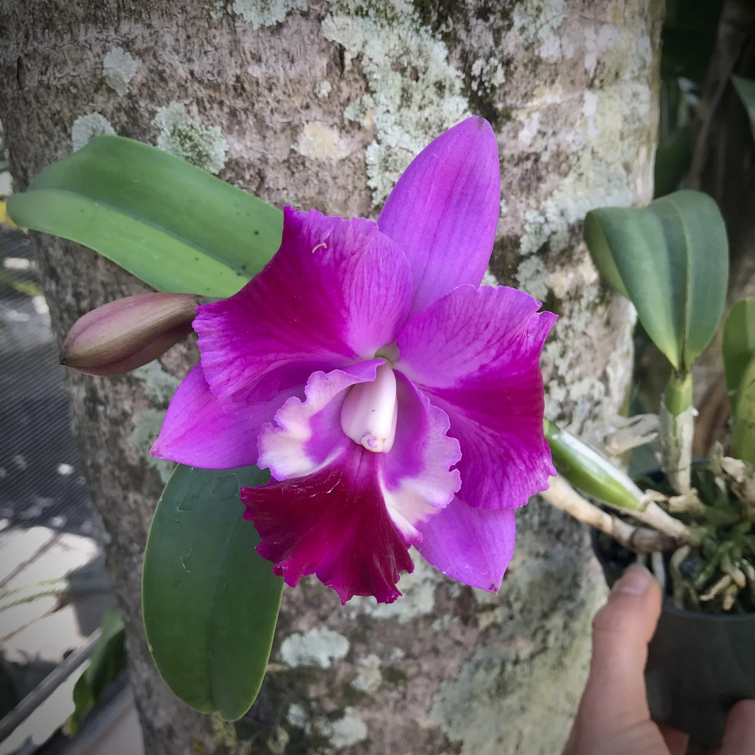 Cattleya Mini Song 'Petite' - Palmer Orchids