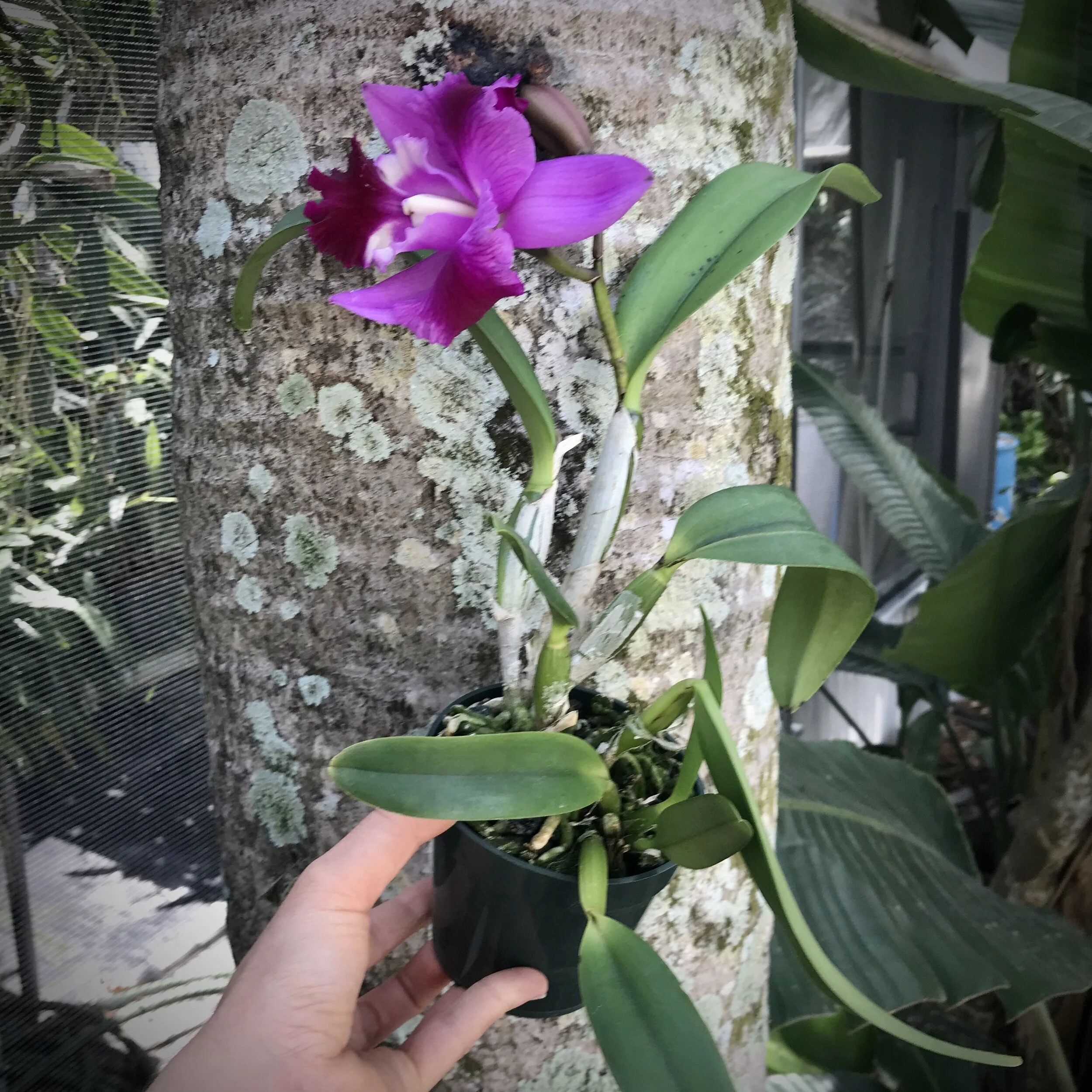 Cattleya Mini Song 'Petite' - Palmer Orchids