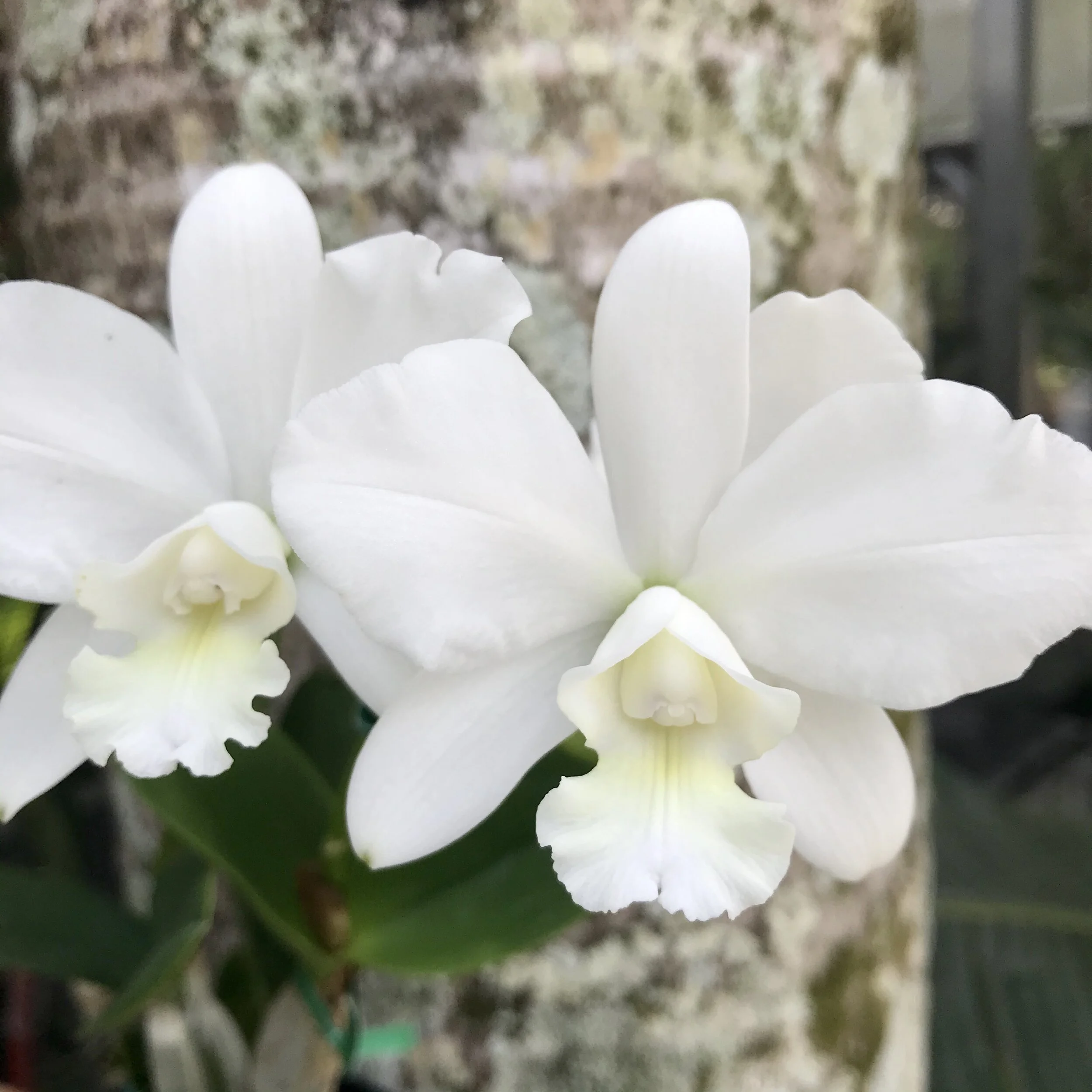 Ctt. White Bridal 'Yuki' - Palmer Orchids