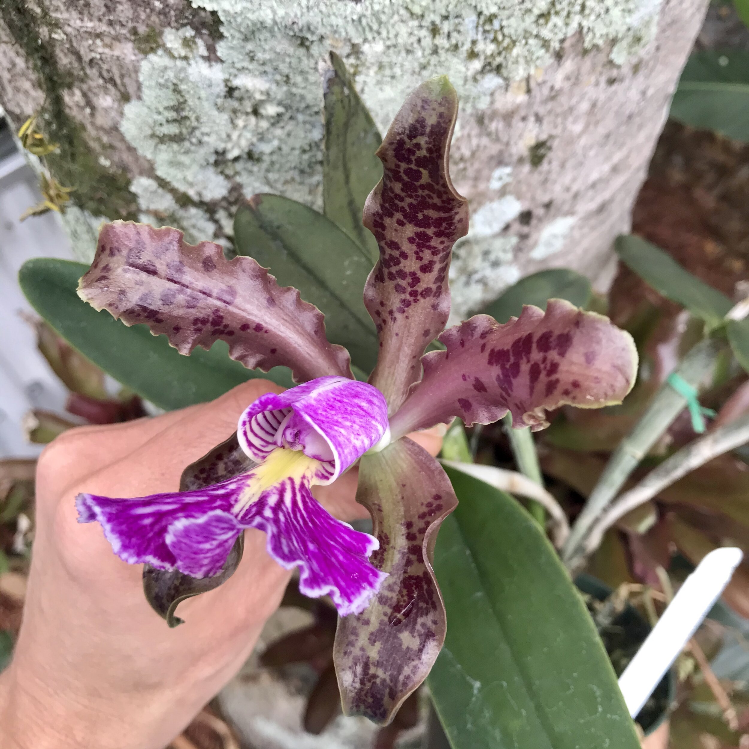Cattleya schilleriana — Palmer Orchids
