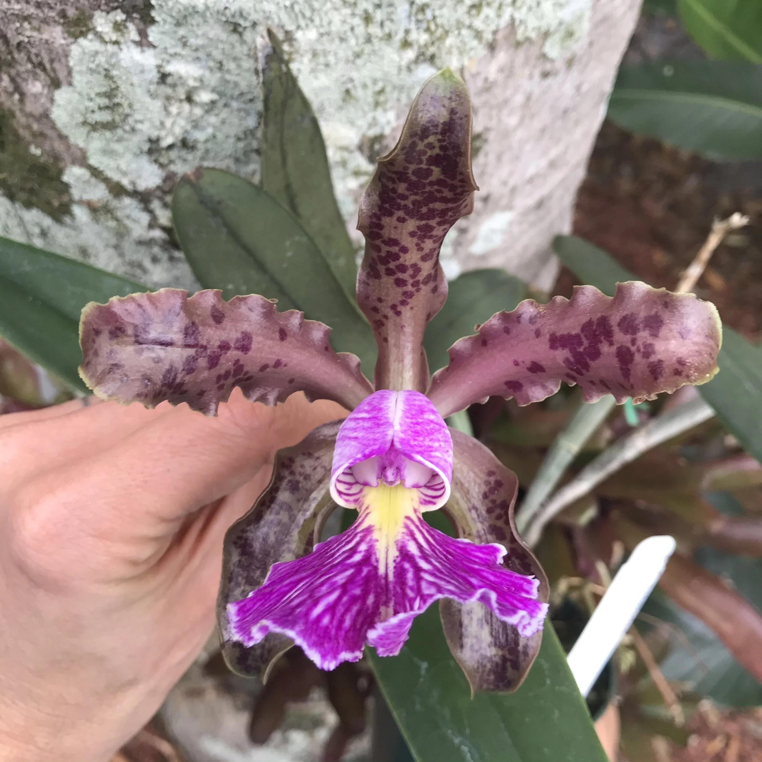 Cattleya schilleriana — Palmer Orchids