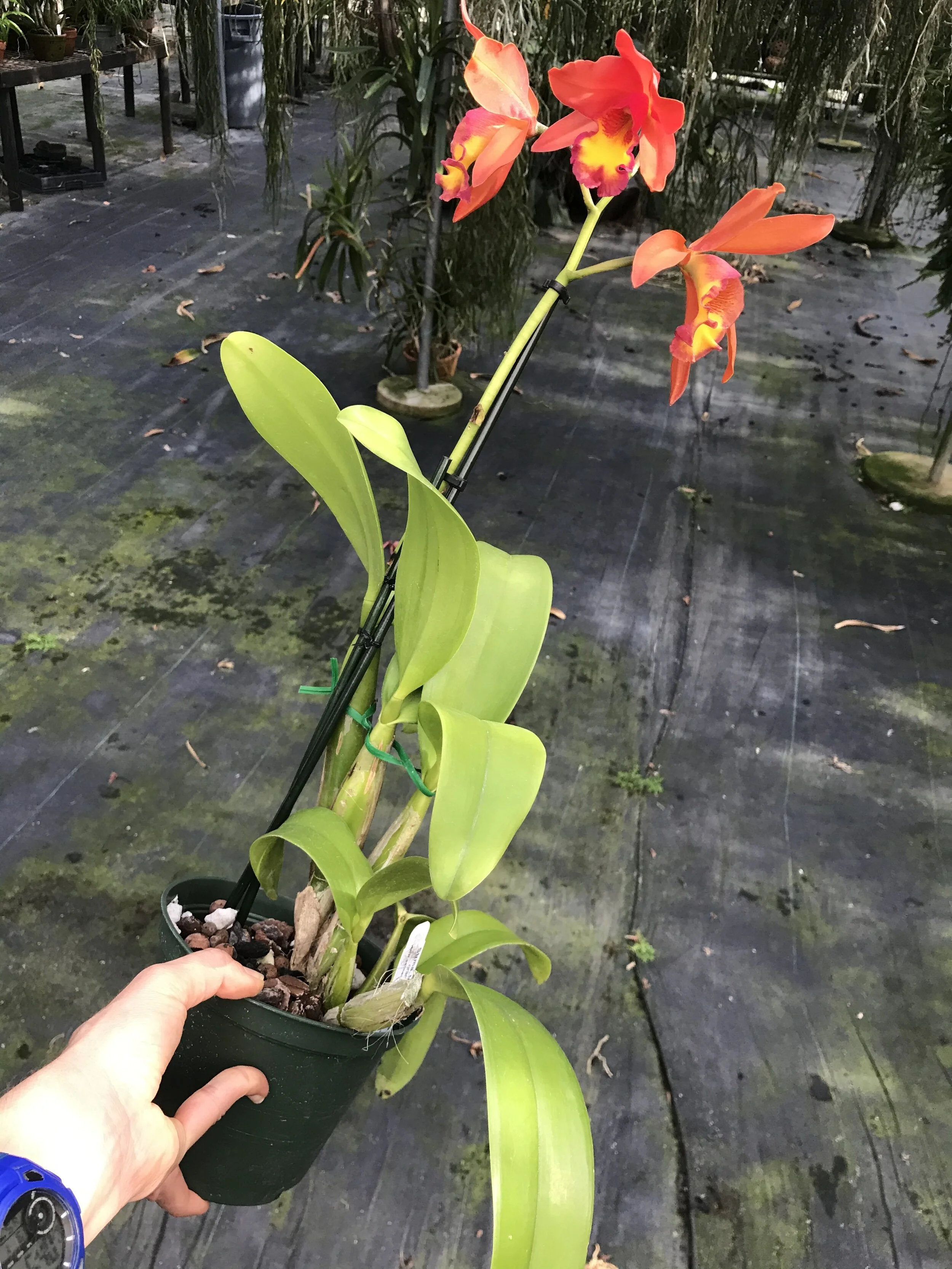 0BC9D5EF-3D77-4D0B-A97C-2AFAD9851258