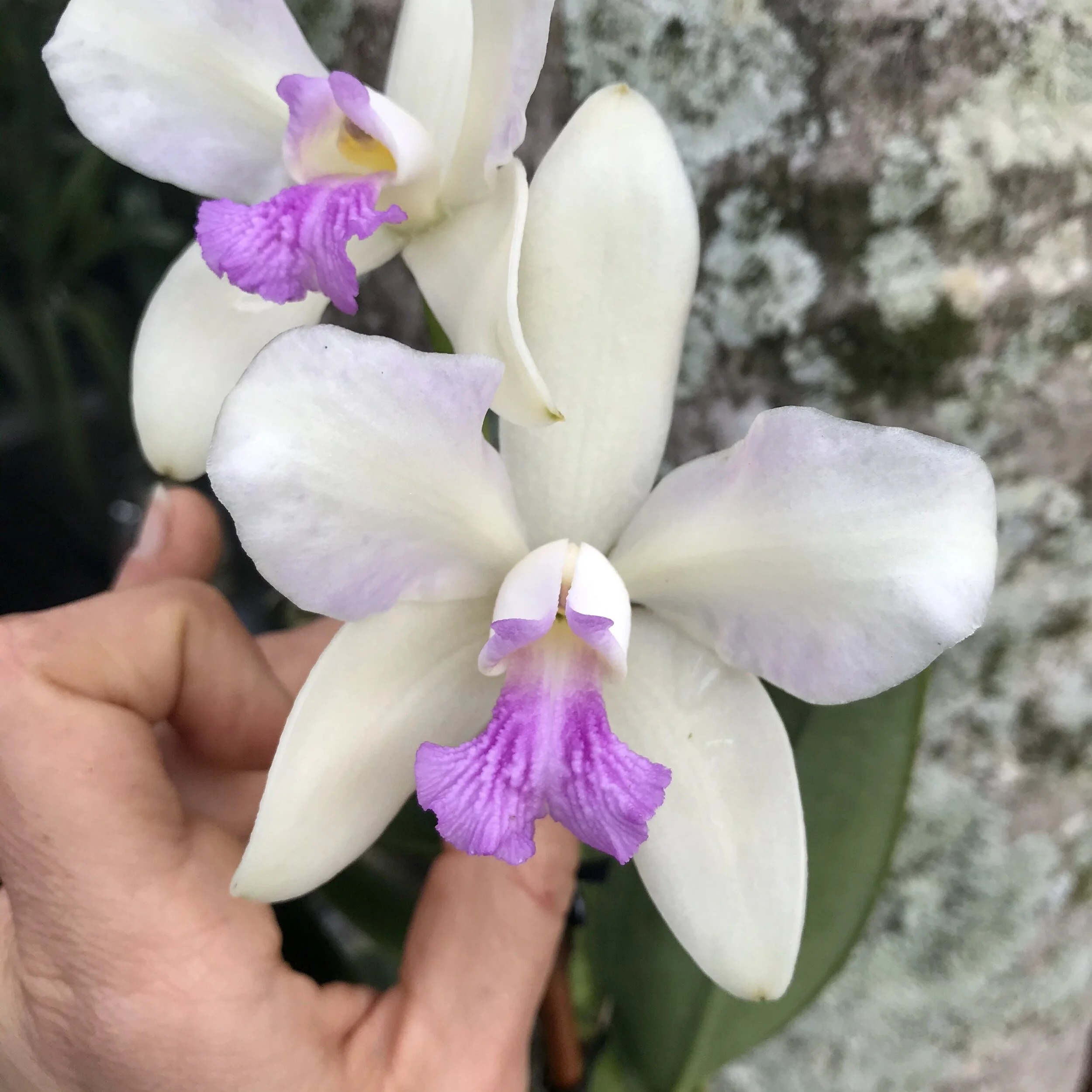 Cattleya amethystoglossa semi-alba — Palmer Orchids