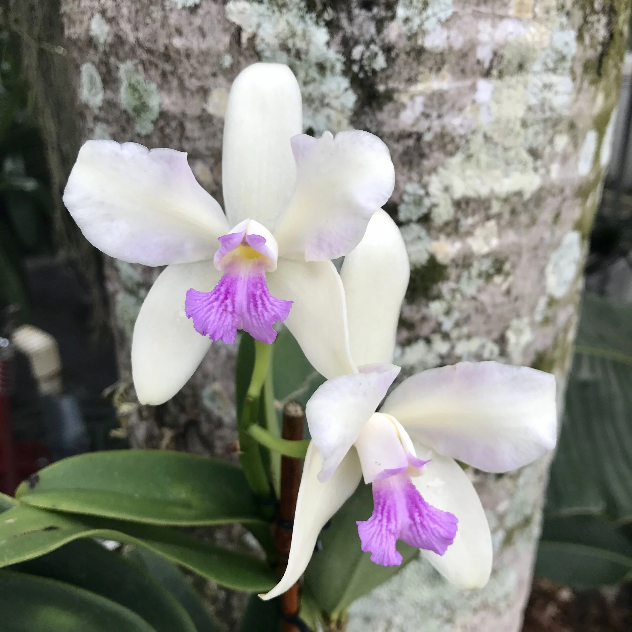 Cattleya amethystoglossa semi-alba — Palmer Orchids