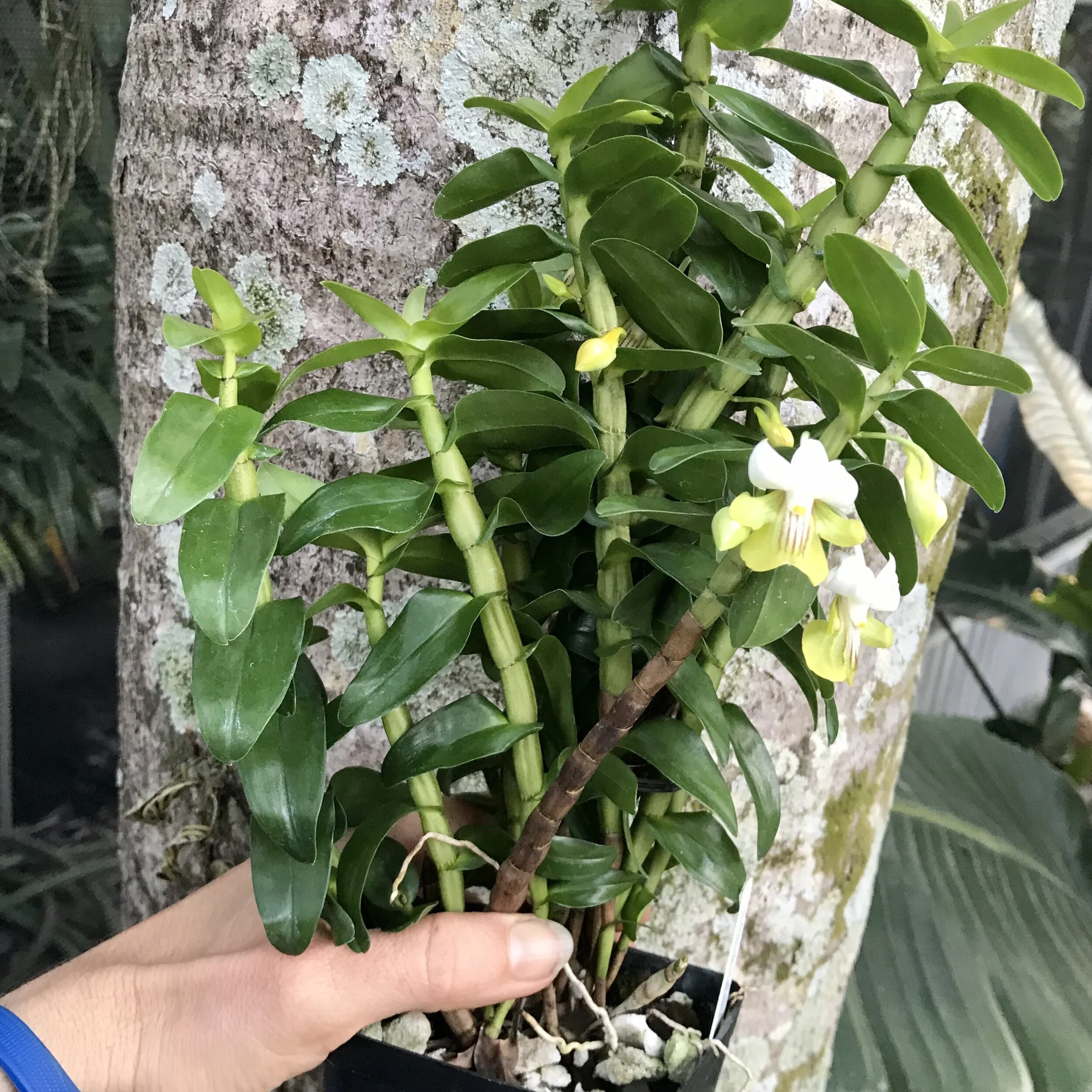 1A4BD8B2-80B1-439E-96A2-88C2CF46A89C