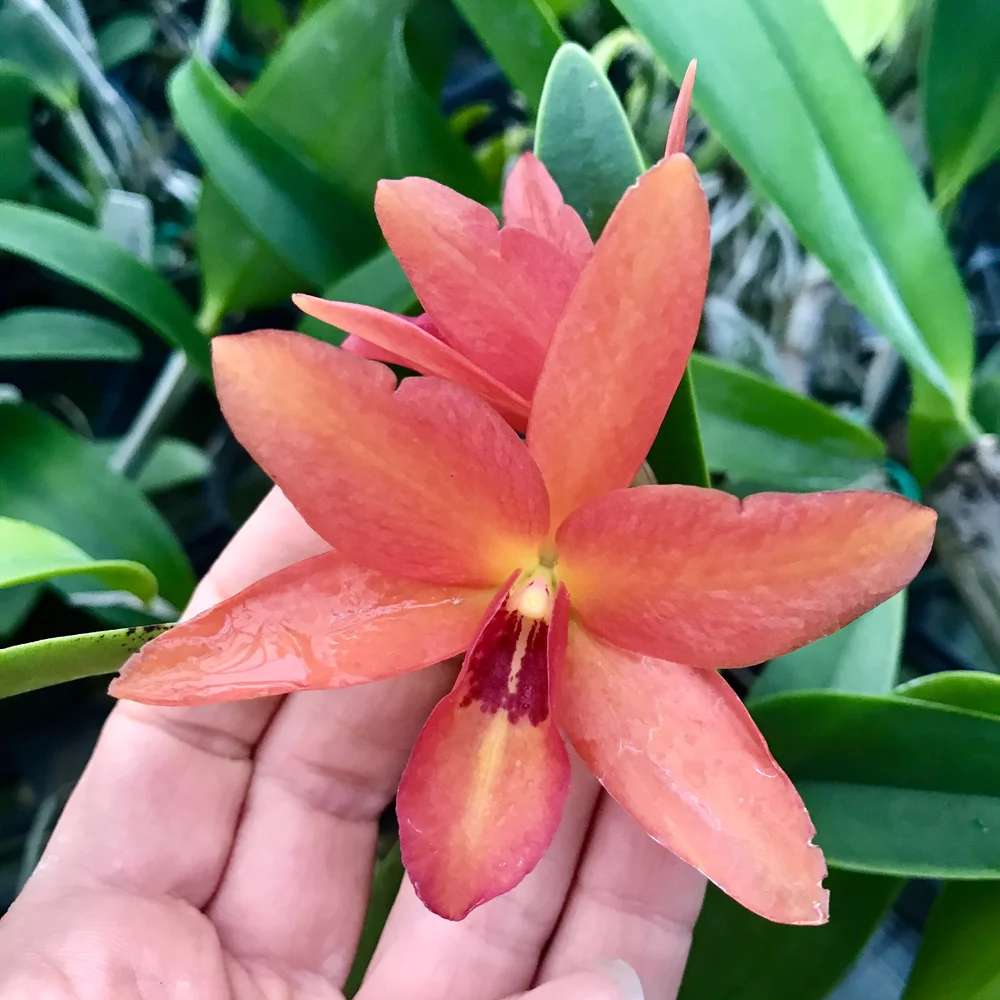 Rth. Love Avenue 'Serenade' — Palmer Orchids