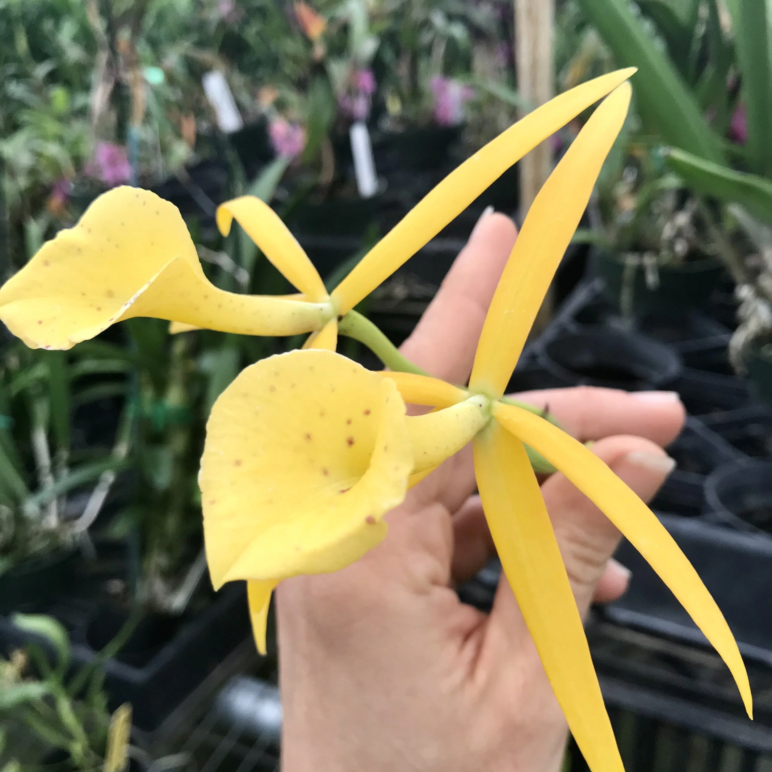 Bc. Yellow Bird - Palmer Orchids