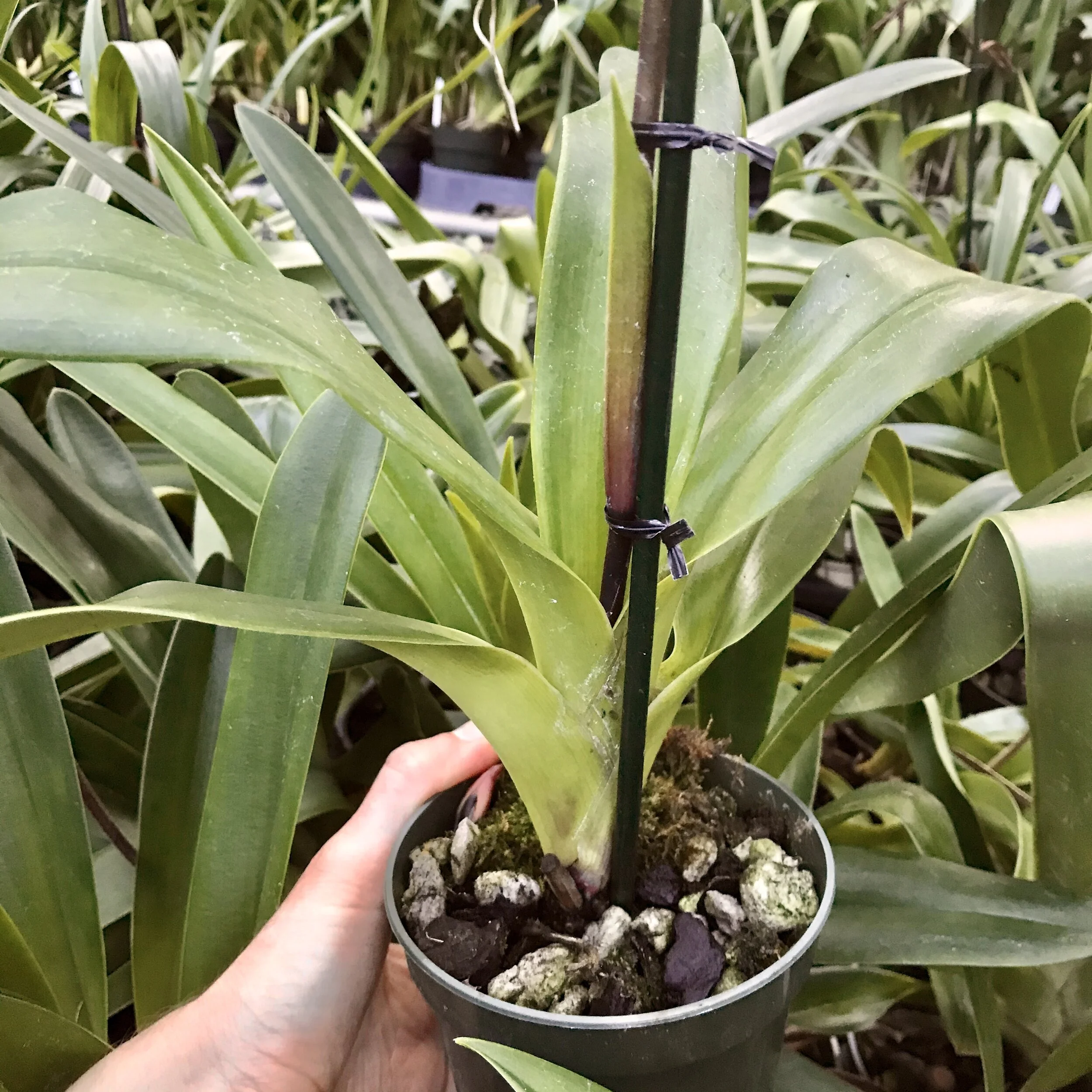 68BB1036-961B-4E28-8F0A-0552A0B7C8B7