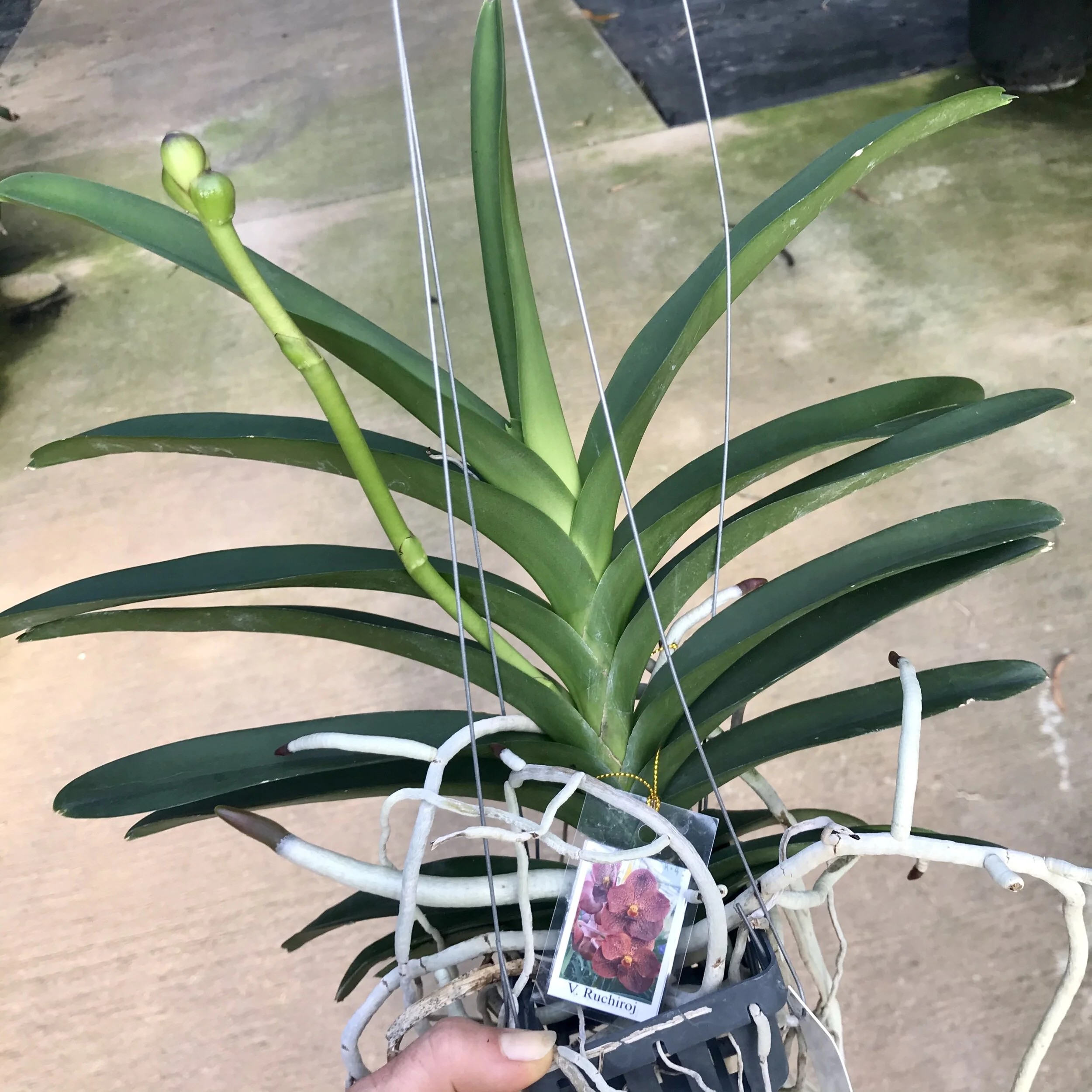 Vanda Ruchiroj - Palmer Orchids