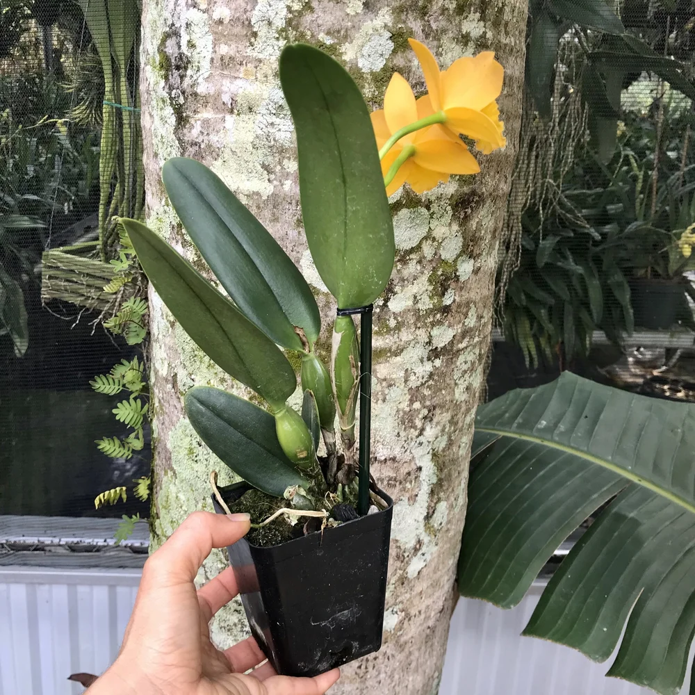 Rth. Bit-O-Sunshine — Palmer Orchids