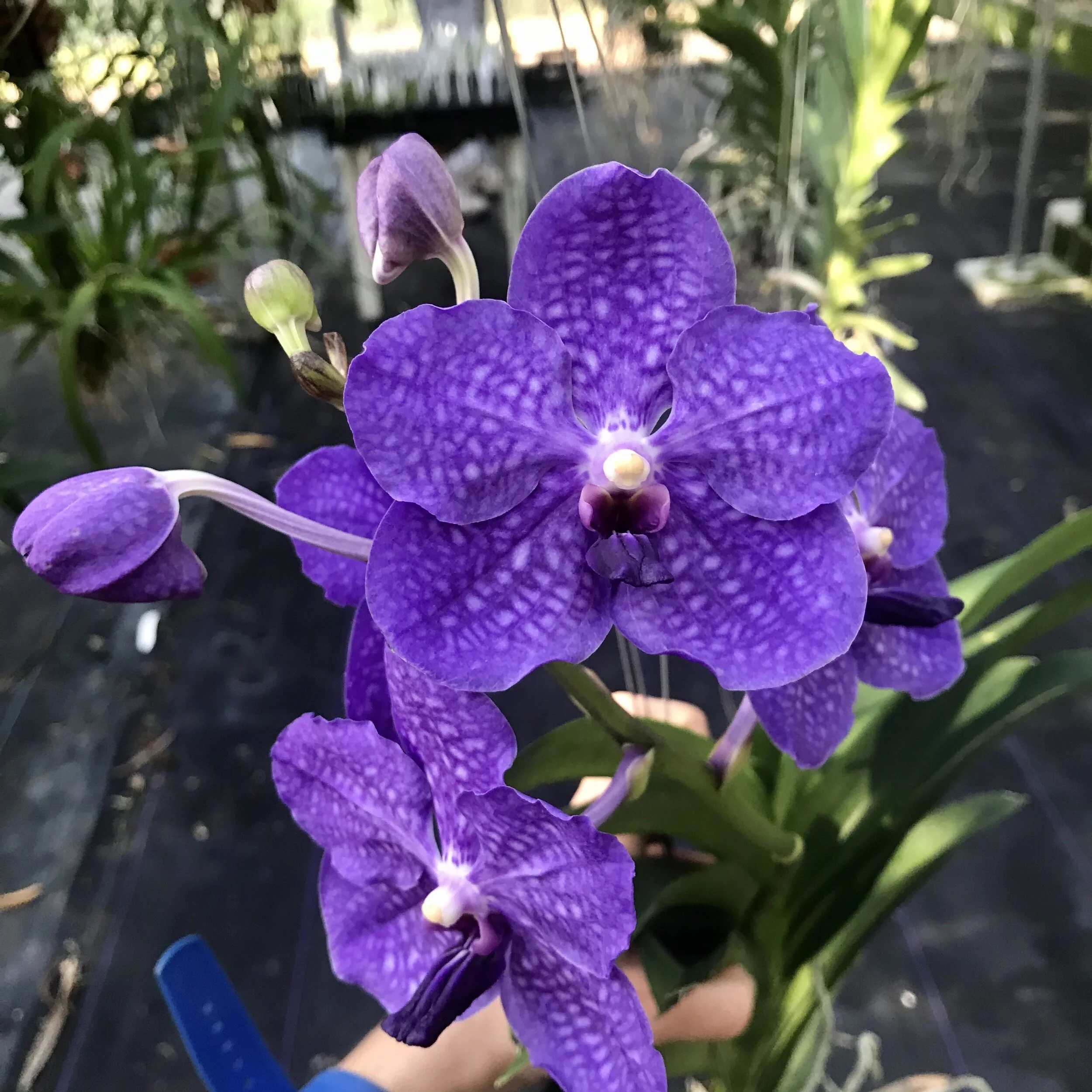 Vanda Pachara Delight - Palmer Orchids