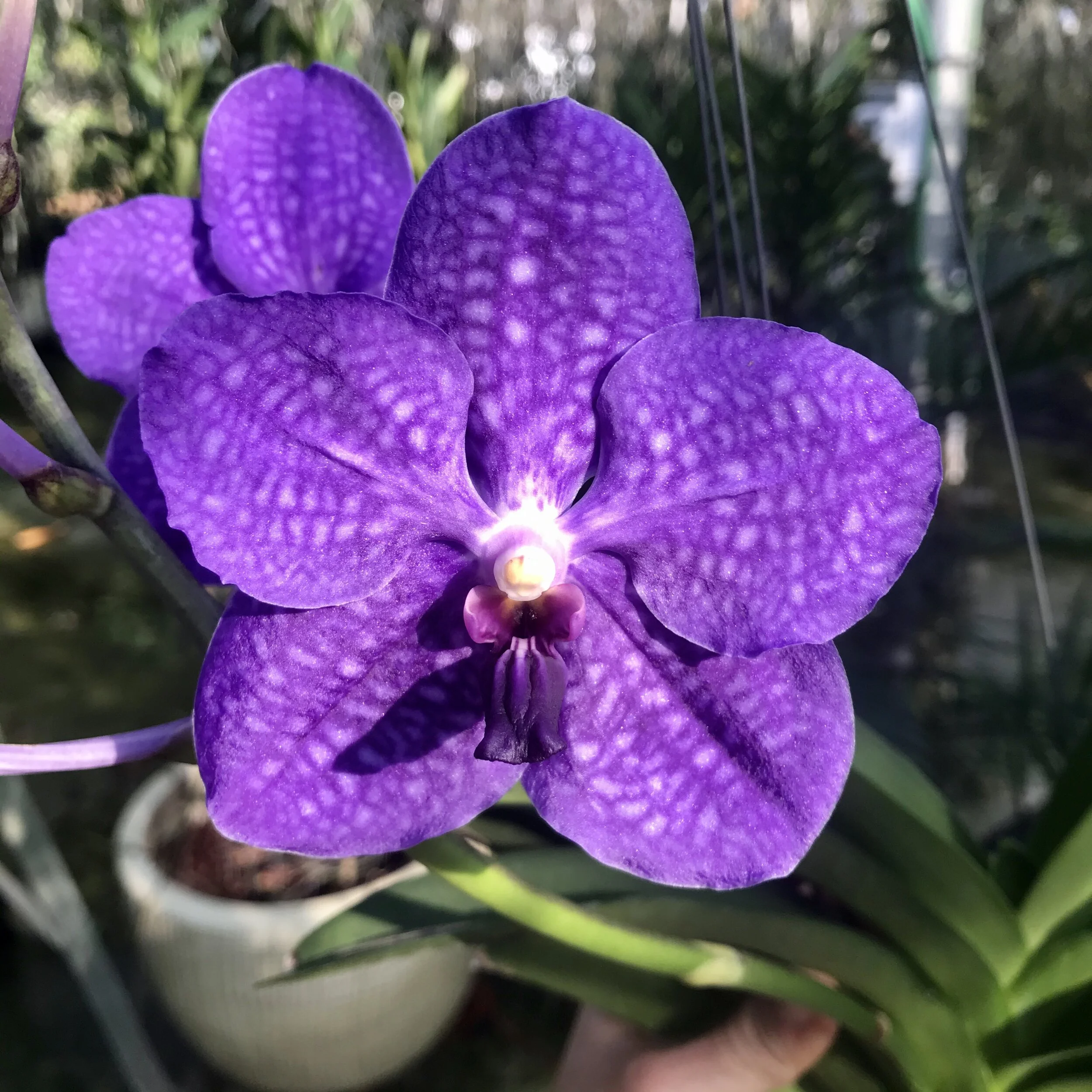 Vanda Pachara Delight - Palmer Orchids