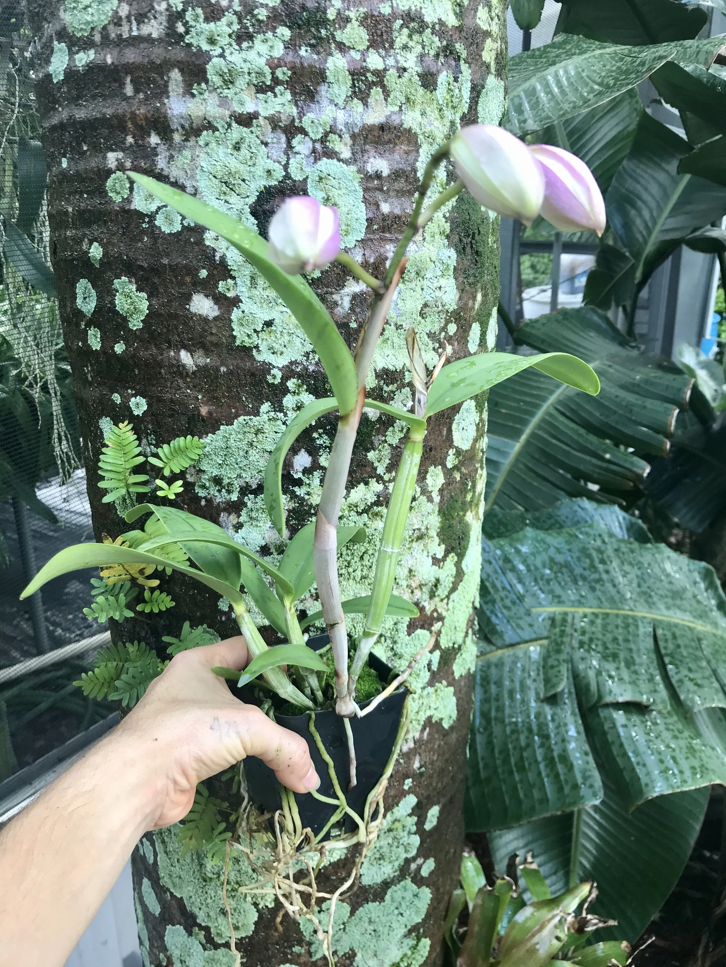 Cattleya Jungle Nobility Palmer Orchids