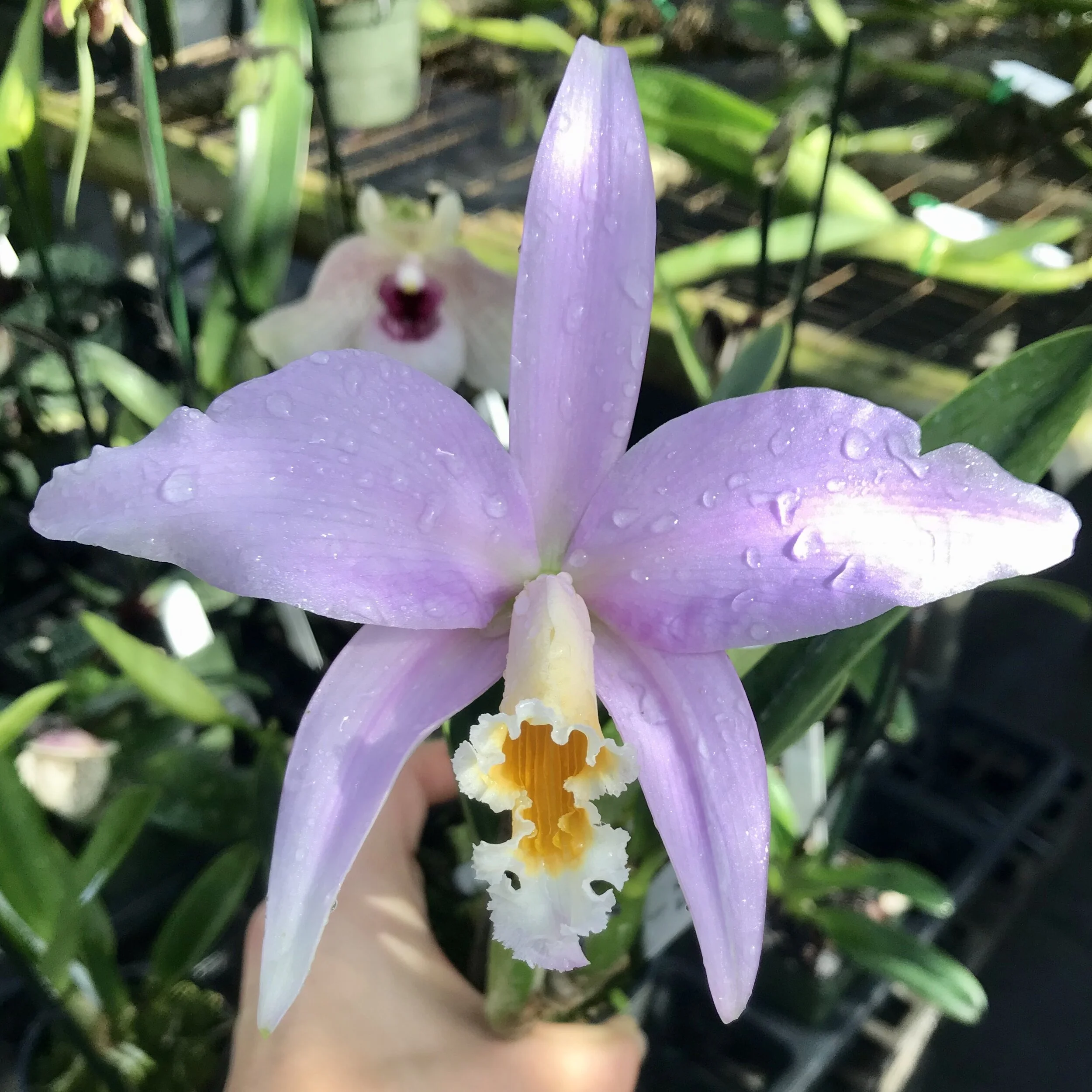 Laelia jongheana - Palmer Orchids