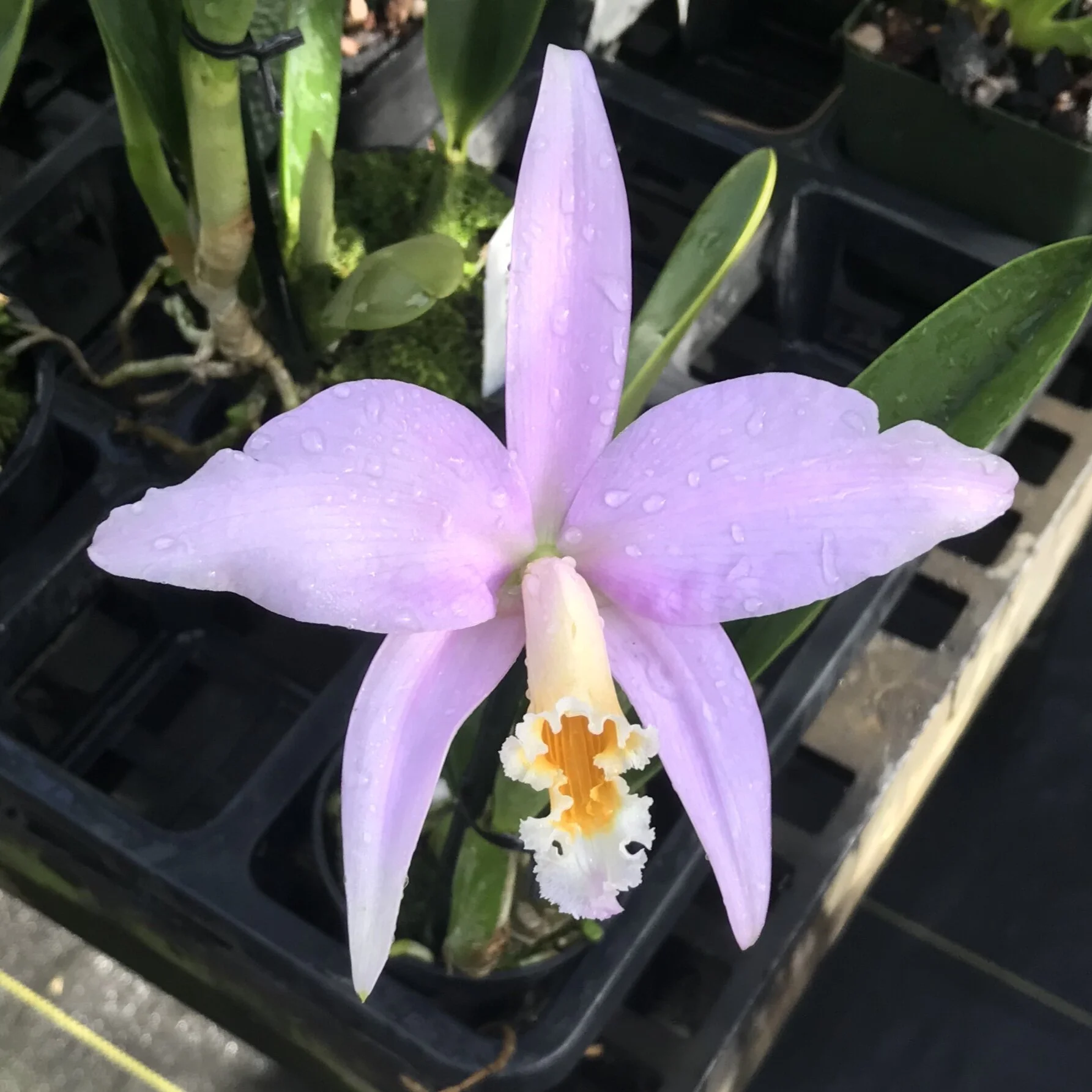 Laelia jongheana
