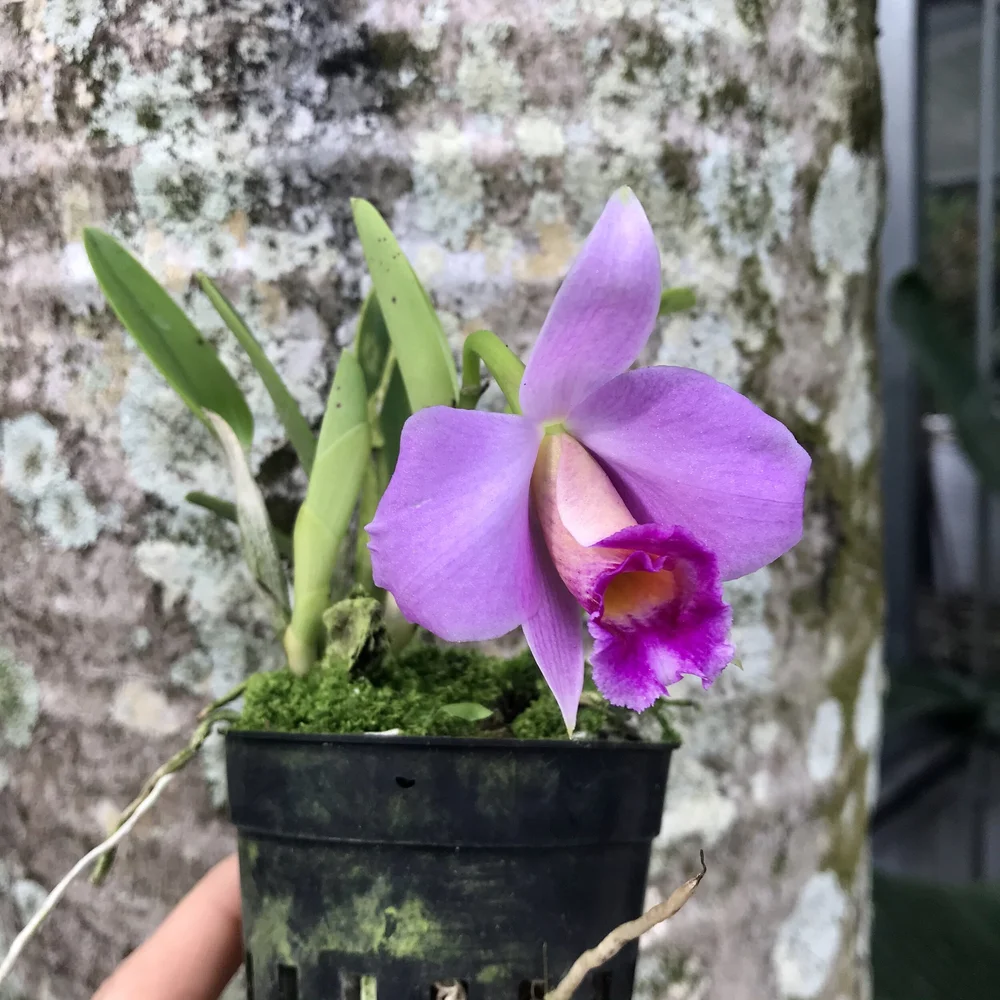 ラレステン Laelia praestans — Palmer Orchids