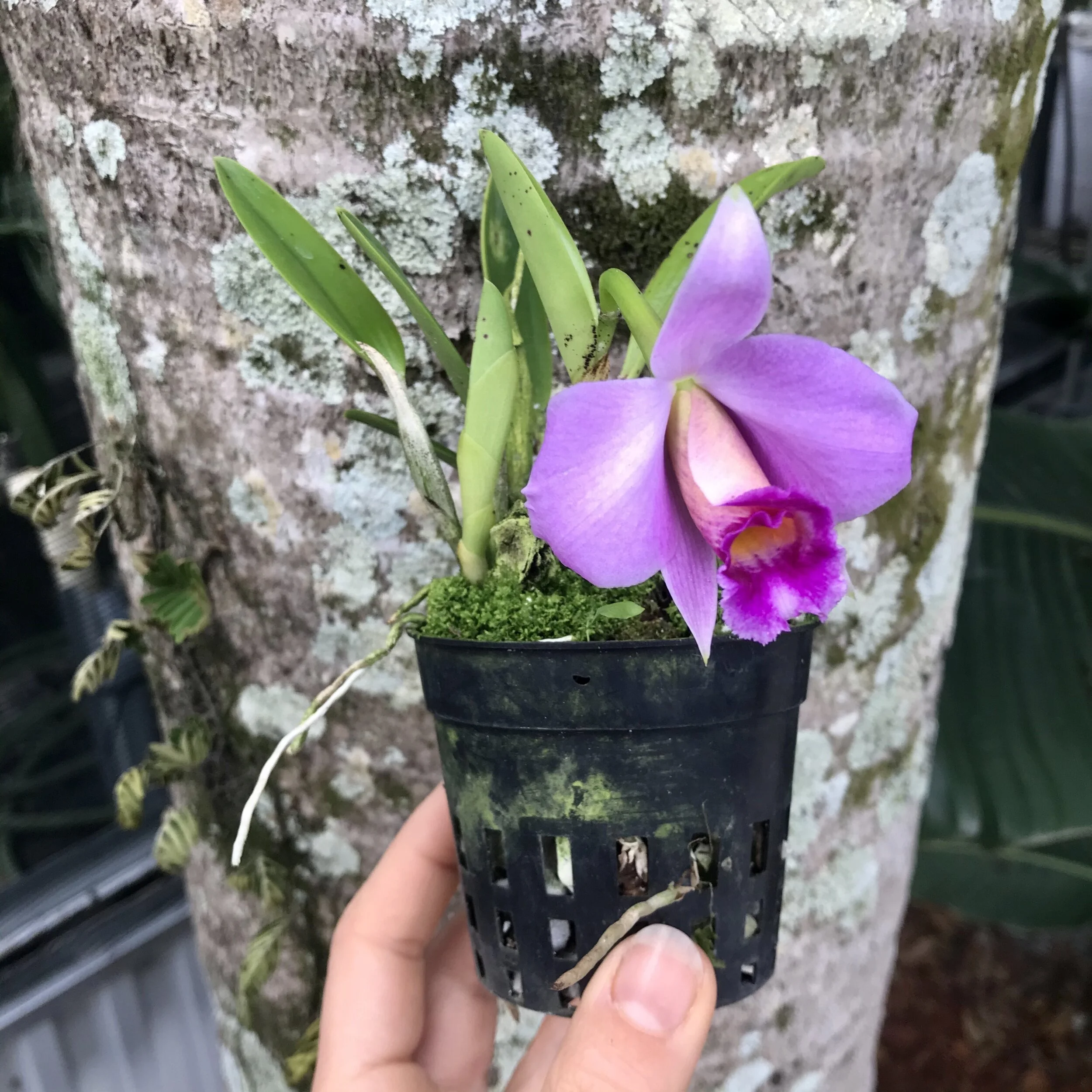 Laelia praestans - Palmer Orchids