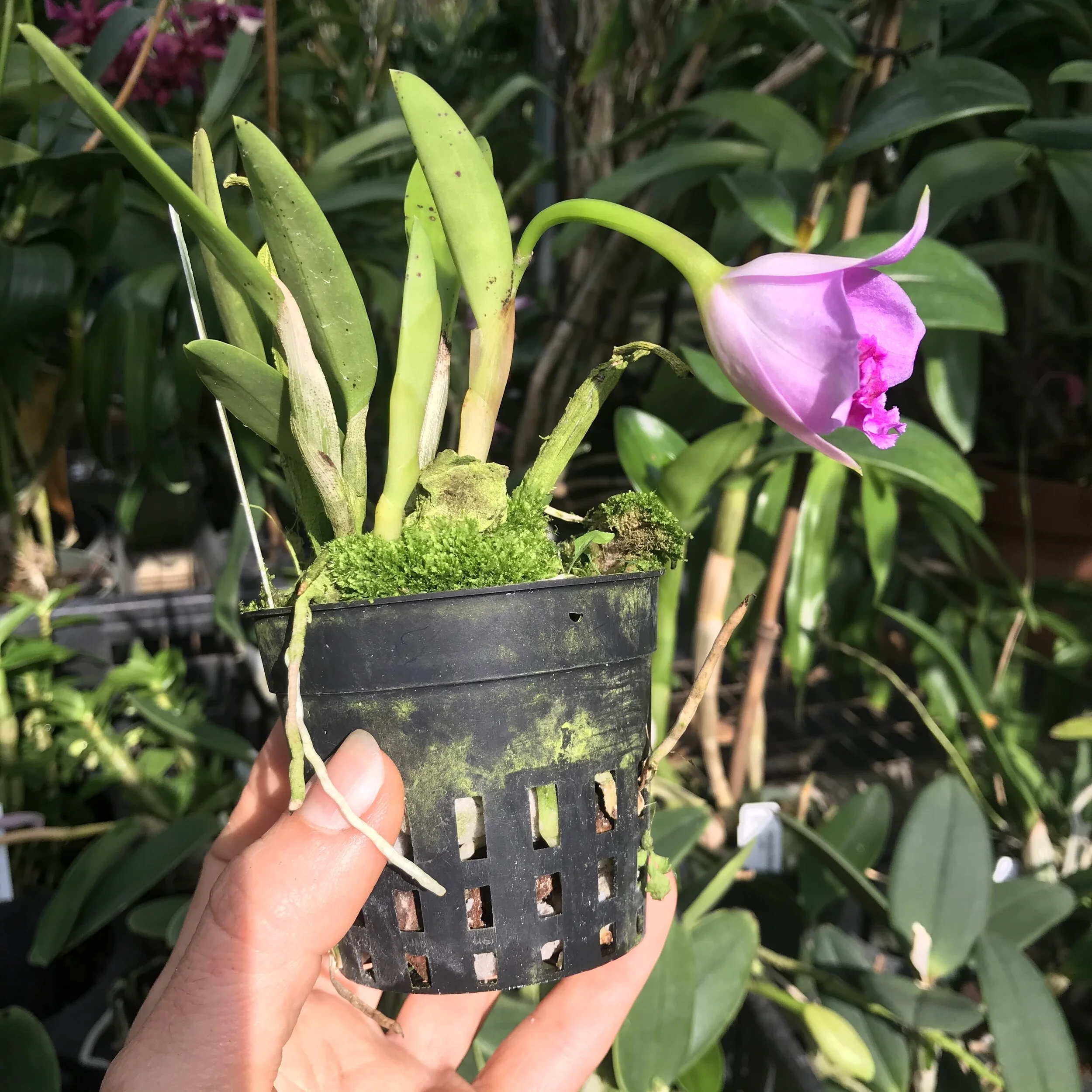 Laelia praestans - Palmer Orchids