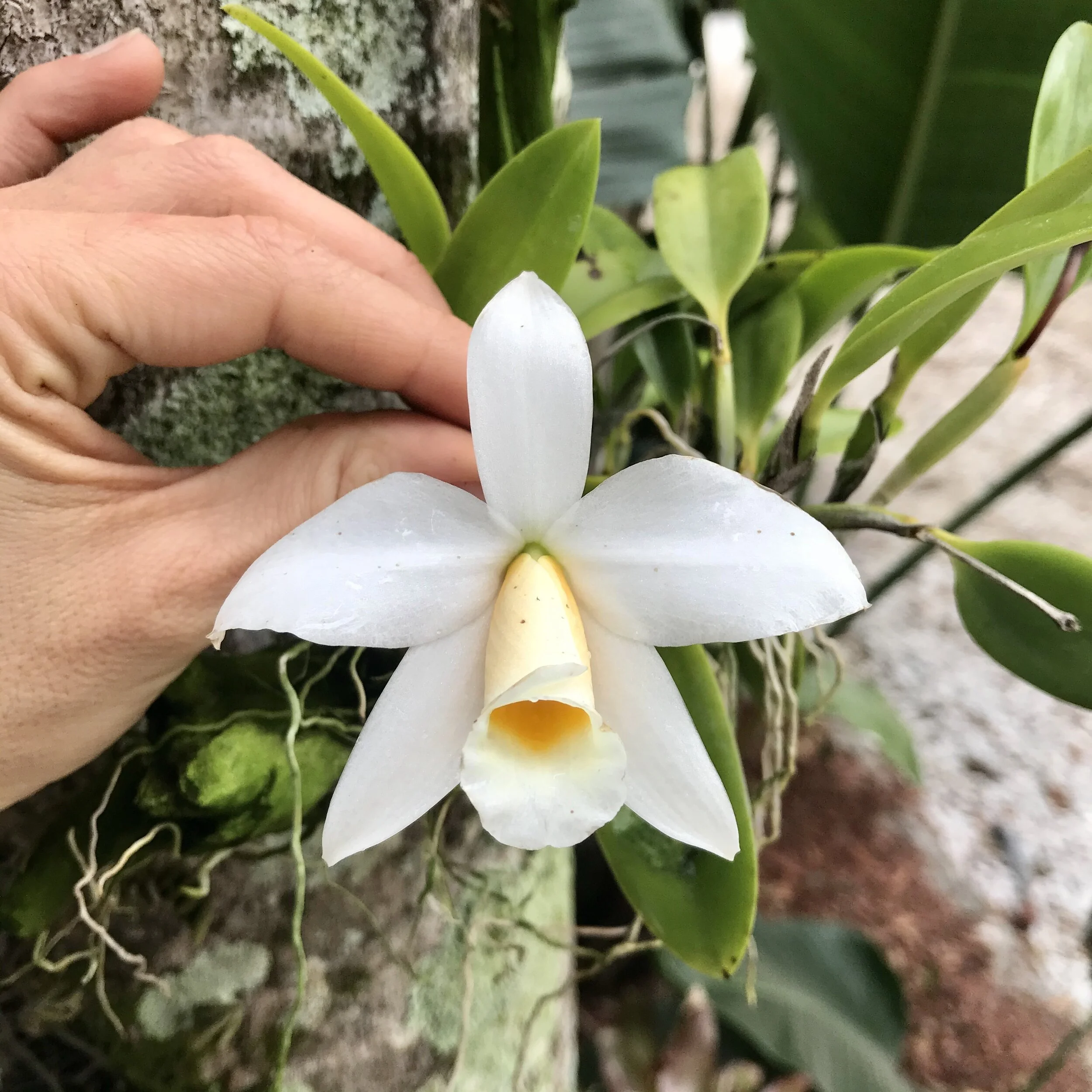 Laelia praestans alba - Palmer Orchids