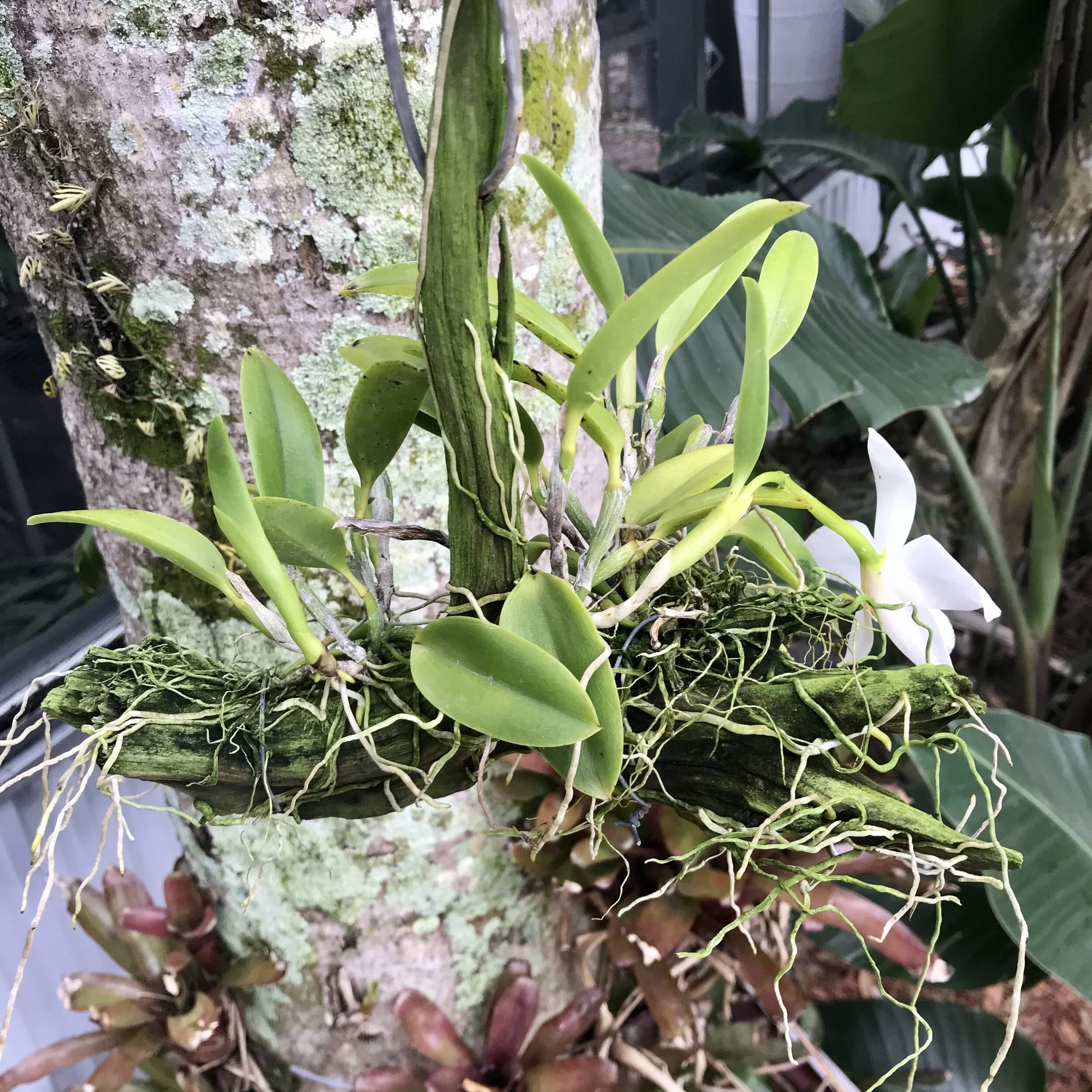 Laelia praestans alba - Palmer Orchids