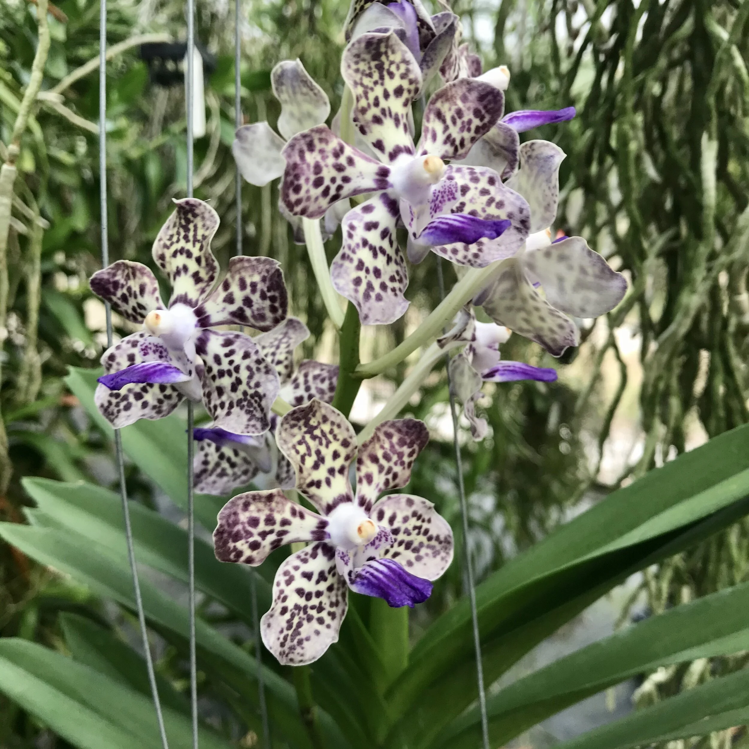 B0241885-1135-4258-911F-03F94079D915