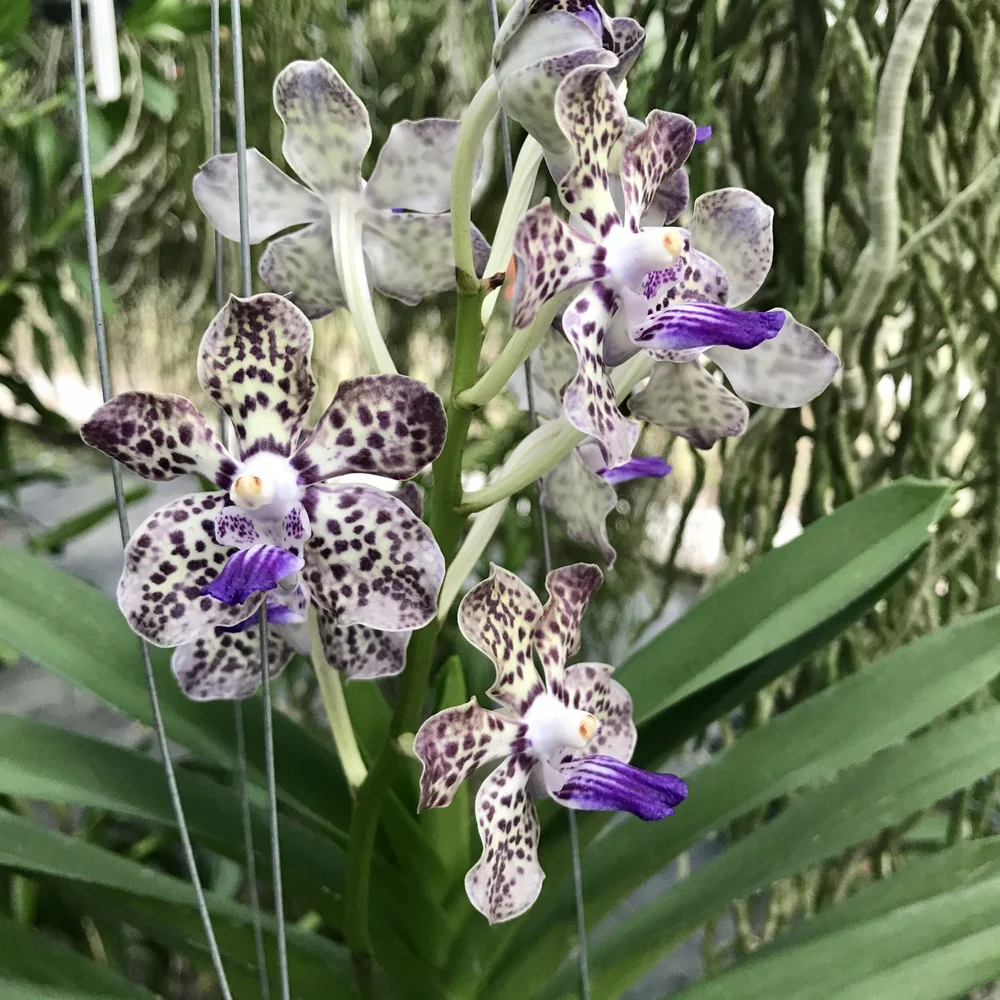 Pda. Kyra Green 'Minghus' AM/AOS — Palmer Orchids