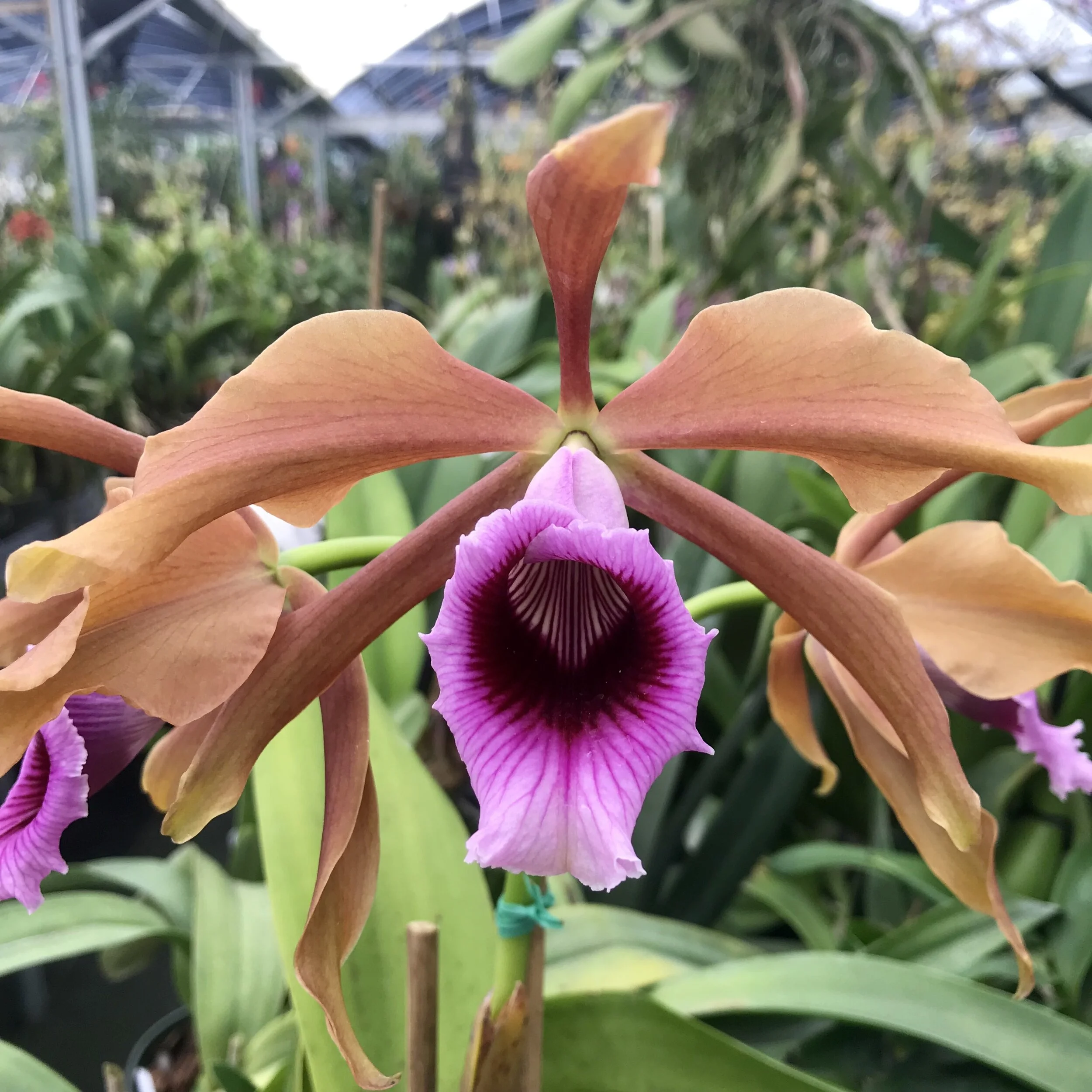 Laelia tenebrosa - Palmer Orchids