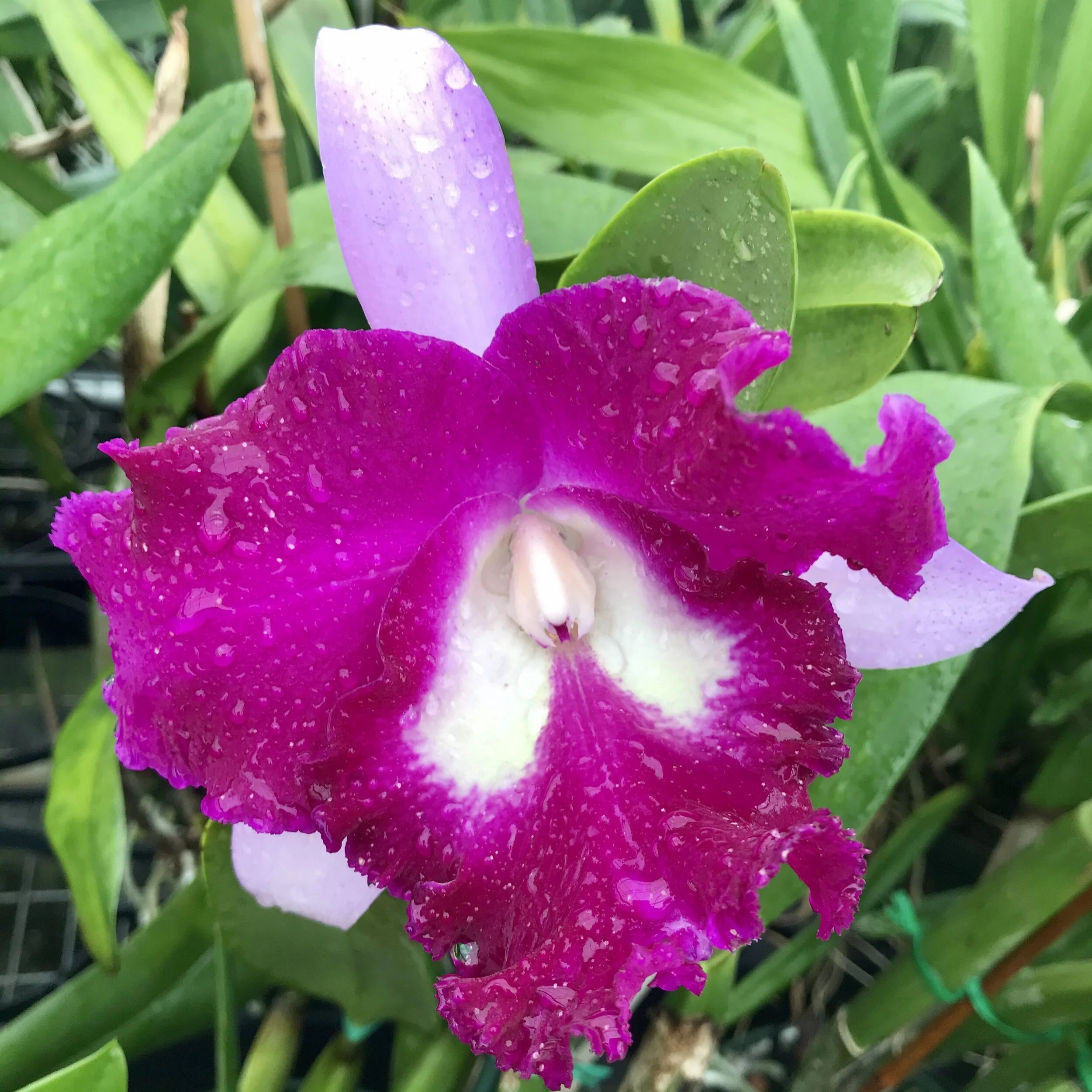 CEA20C9E-51E6-4C1E-9A0C-D3416F6217E9