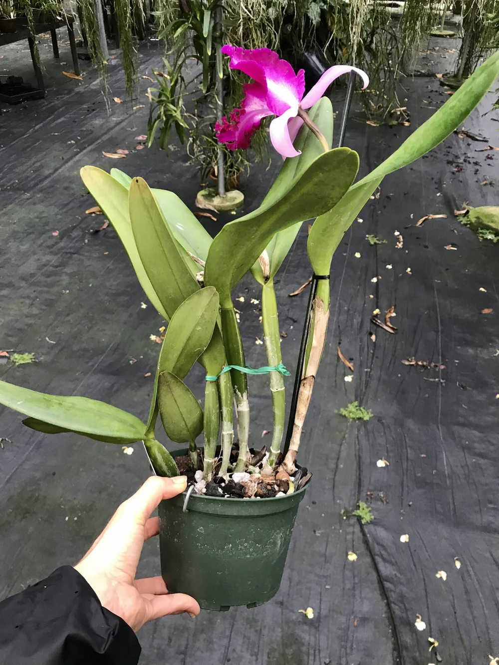 Rlc. Sa-Ngob Delight 'Krairit' — Palmer Orchids