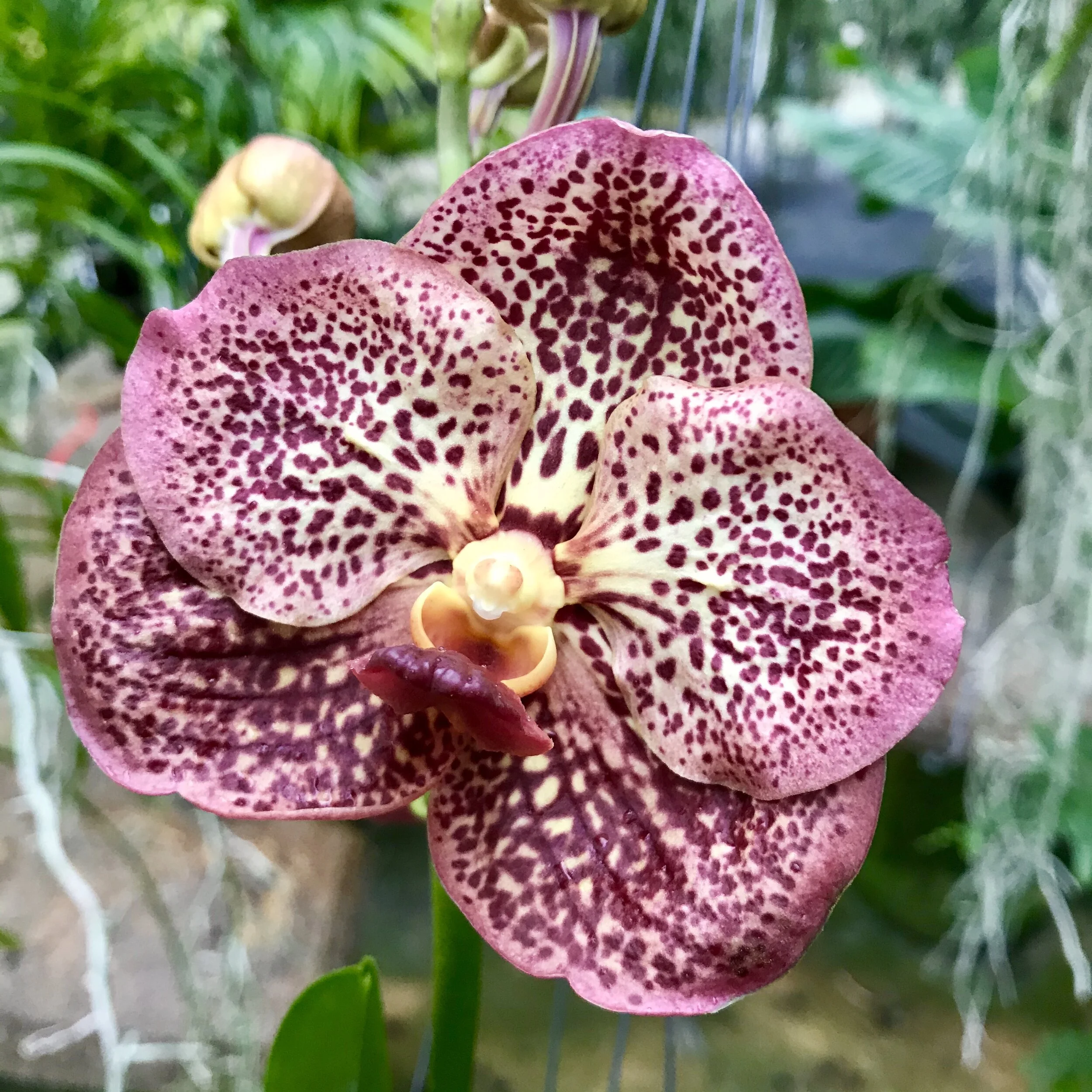 Vanda Ruchiroj - Palmer Orchids