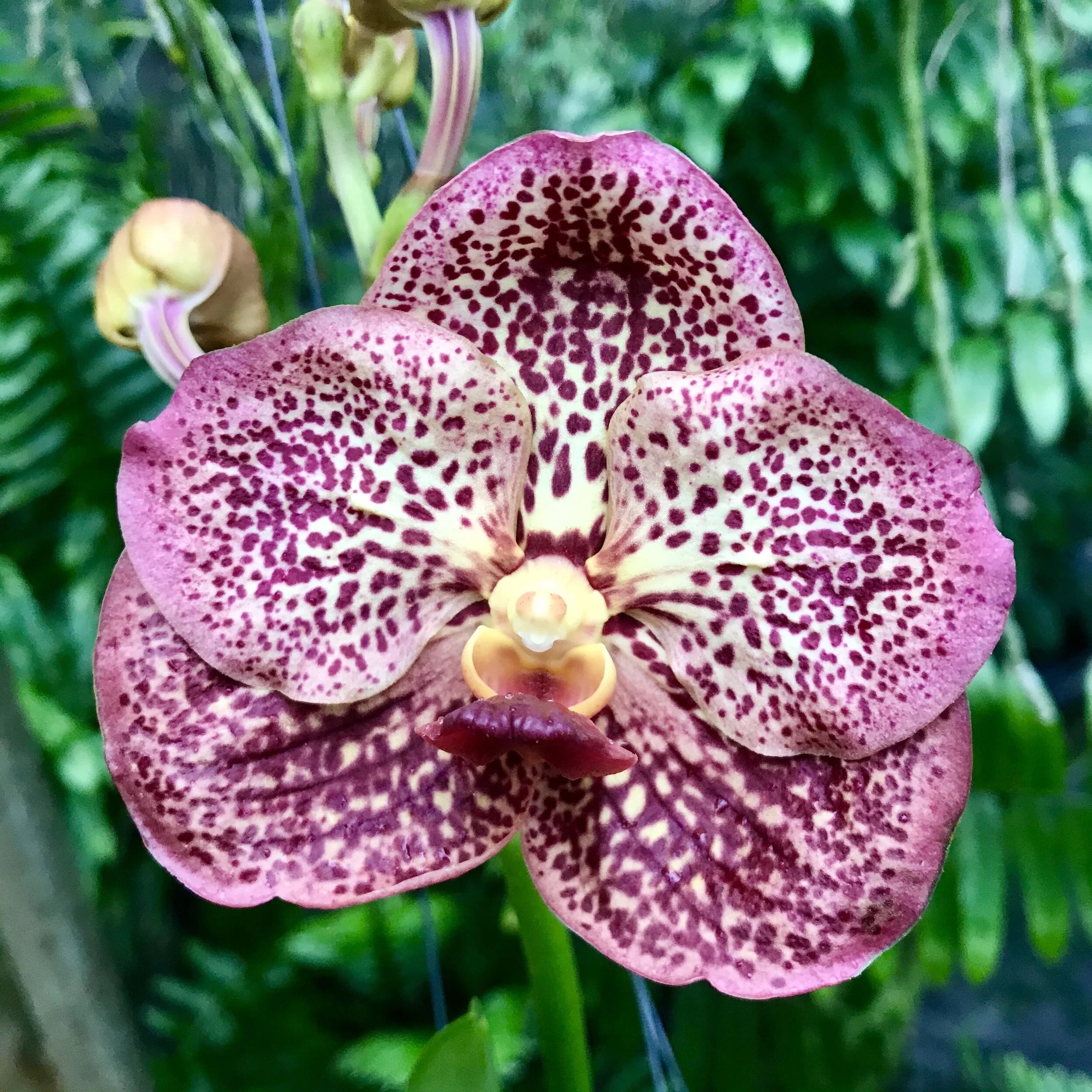 Vanda Ruchiroj - Palmer Orchids