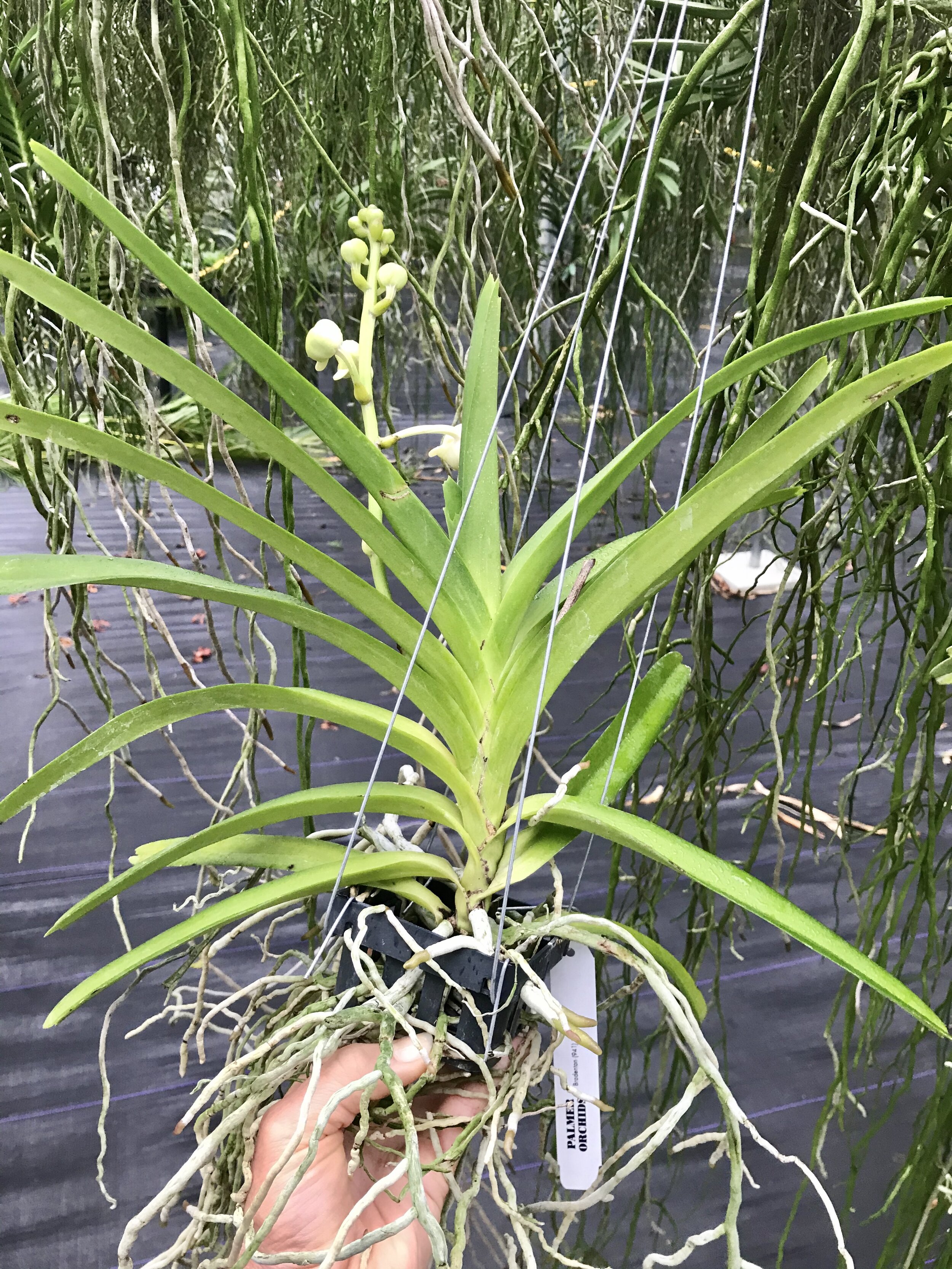 95318341-35B4-4B6E-AC18-B6C6DDA5D057