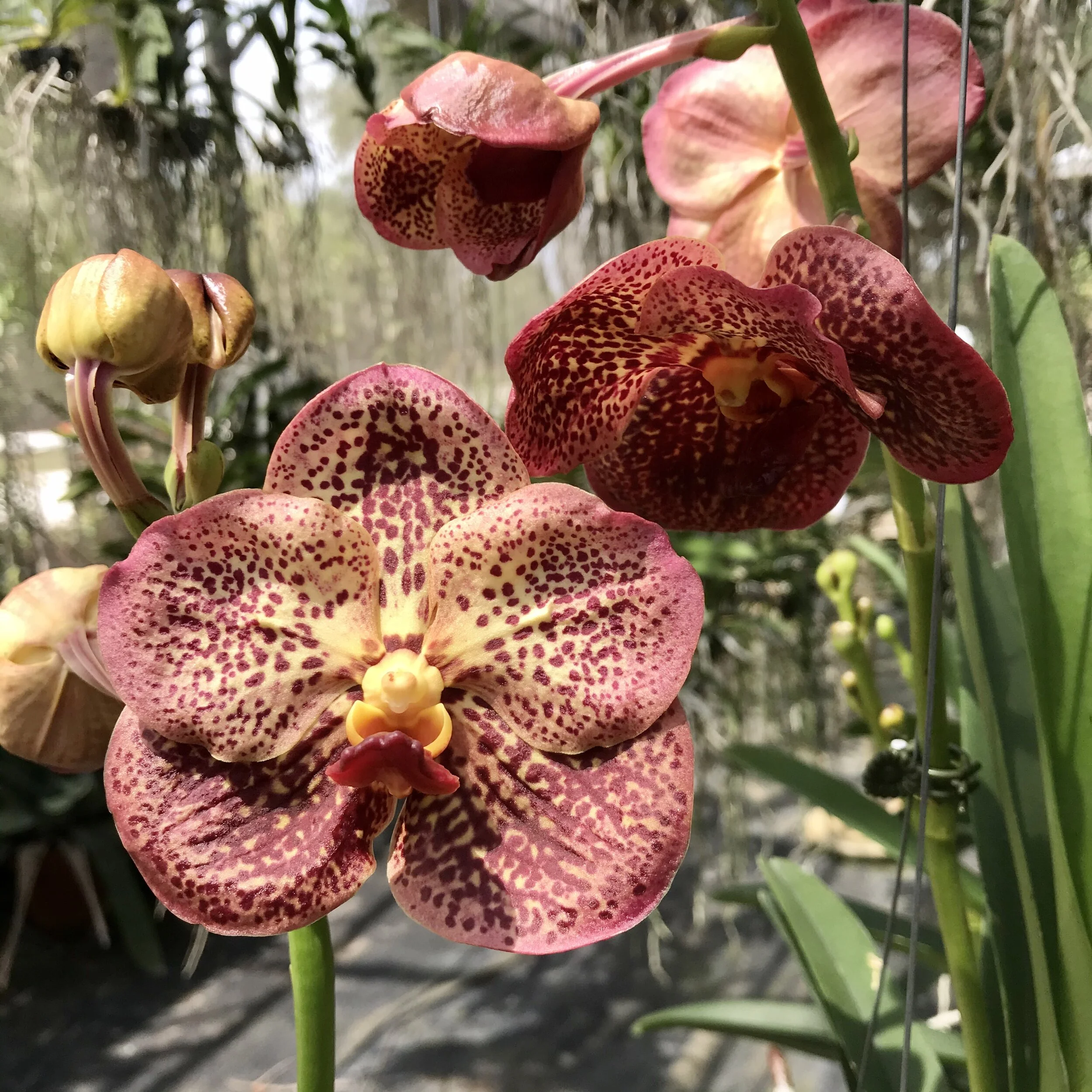 Vanda Ruchiroj - Palmer Orchids
