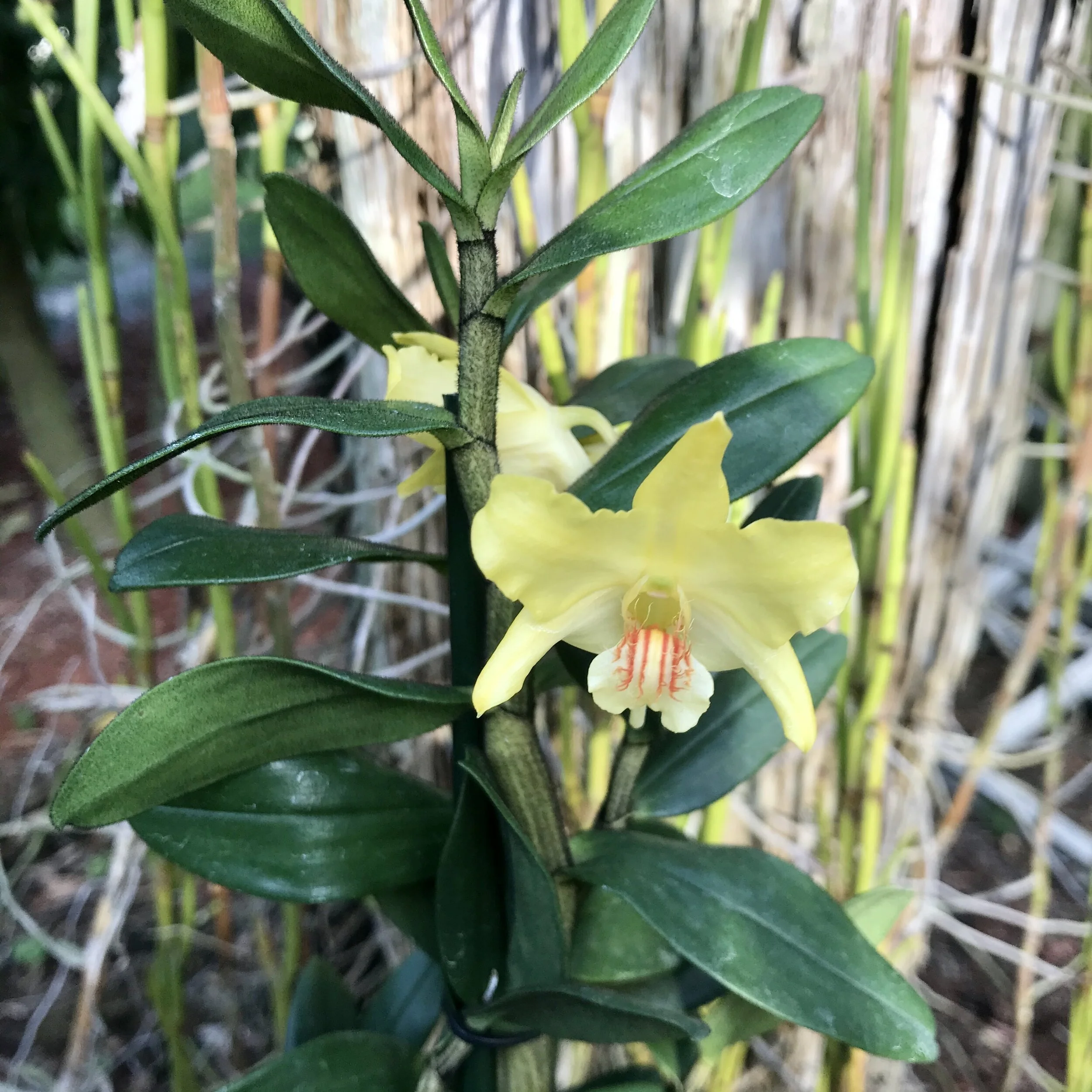 Dendrobium lowii - Palmer Orchids