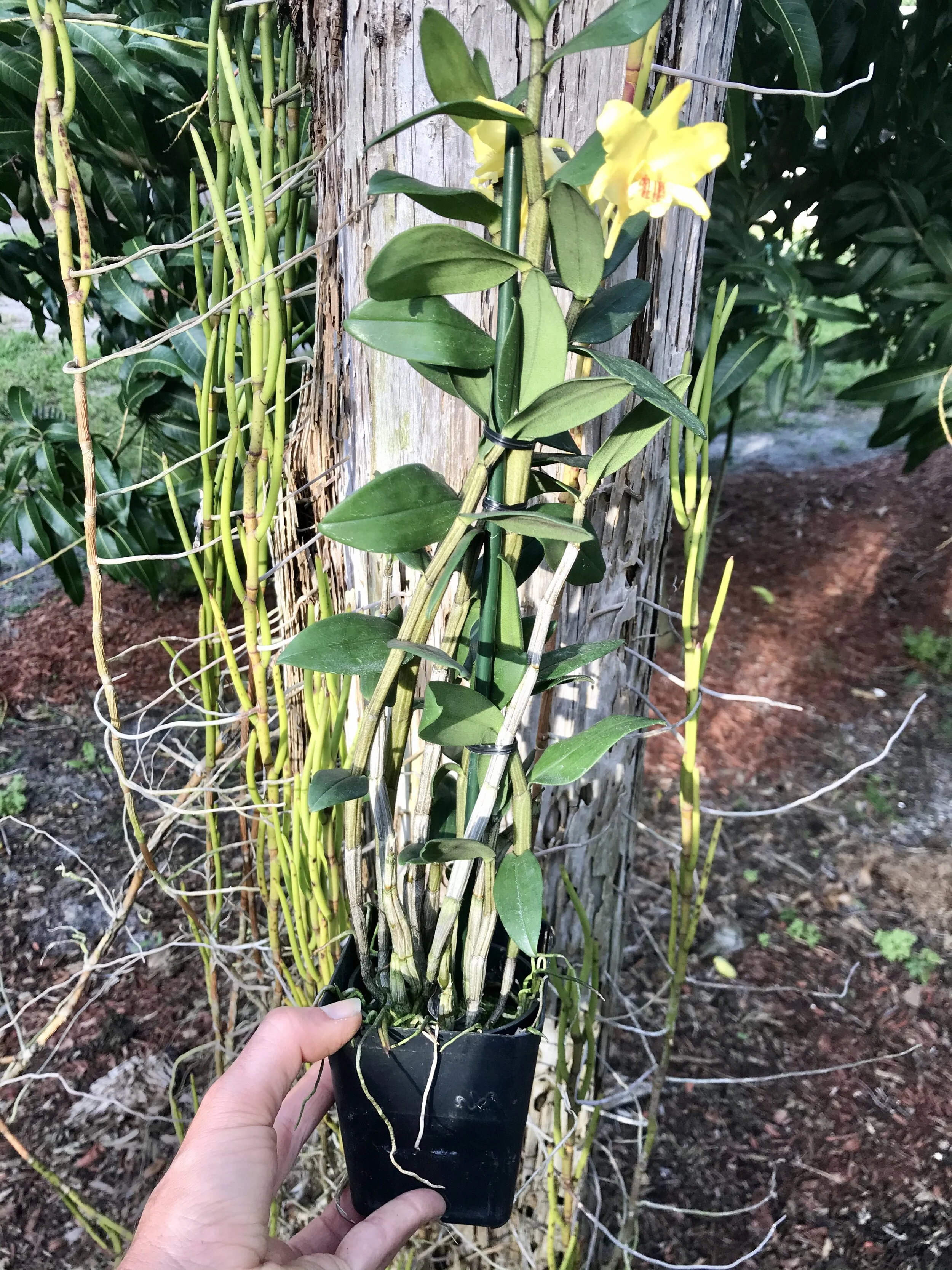 Dendrobium lowii - Palmer Orchids