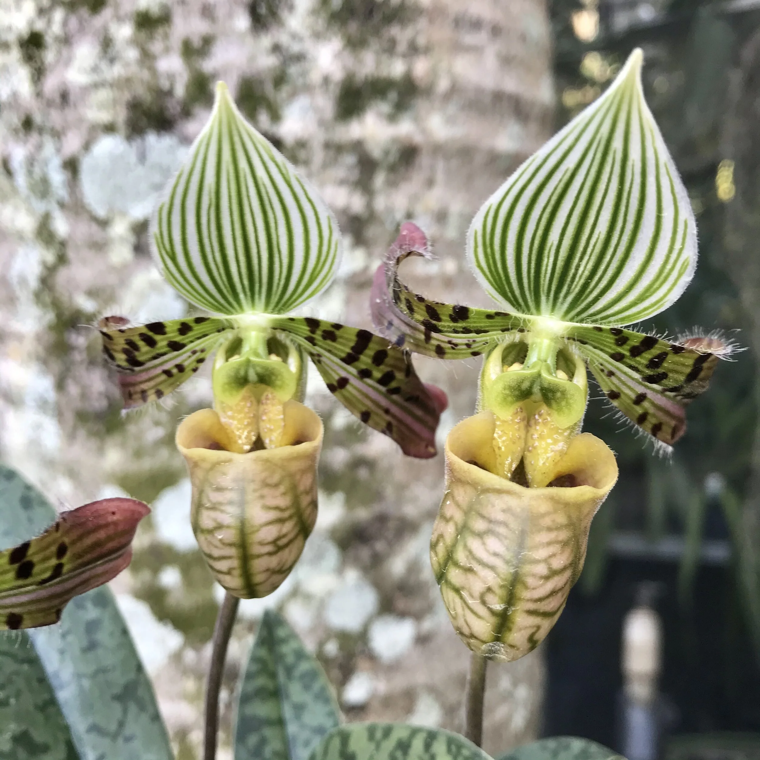 C2325057-021B-43BE-80E0-5E775F66A943